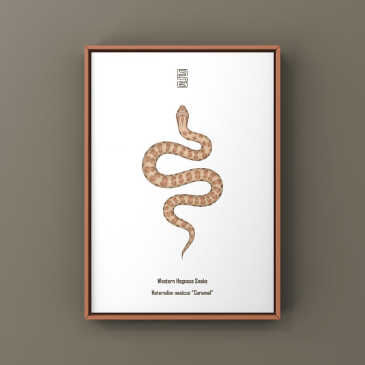 Caramel Western Hognose Snake art print by The Silk Ranch, featuring detailed illustration of Heterodon nasicus on a white background.