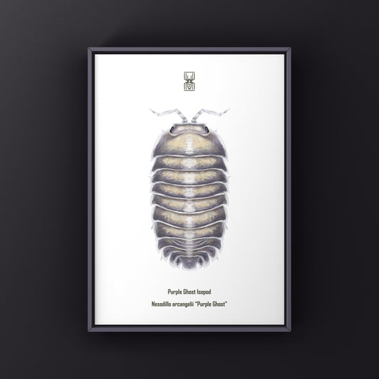 Purple Ghost Isopod art print by The Silk Ranch featuring a detailed illustration of Nesodillo arcangelii "Purple Ghost" on a white background.