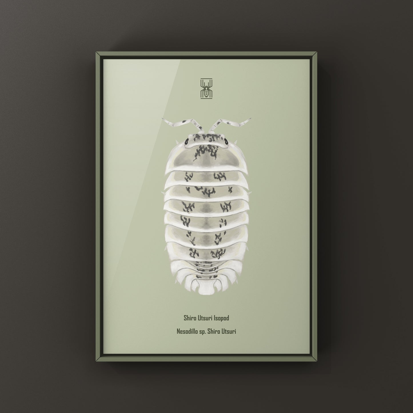 Shiro Utsuri Isopod art print by The Silk Ranch featuring detailed black and white isopod illustrations on high-quality paper.
