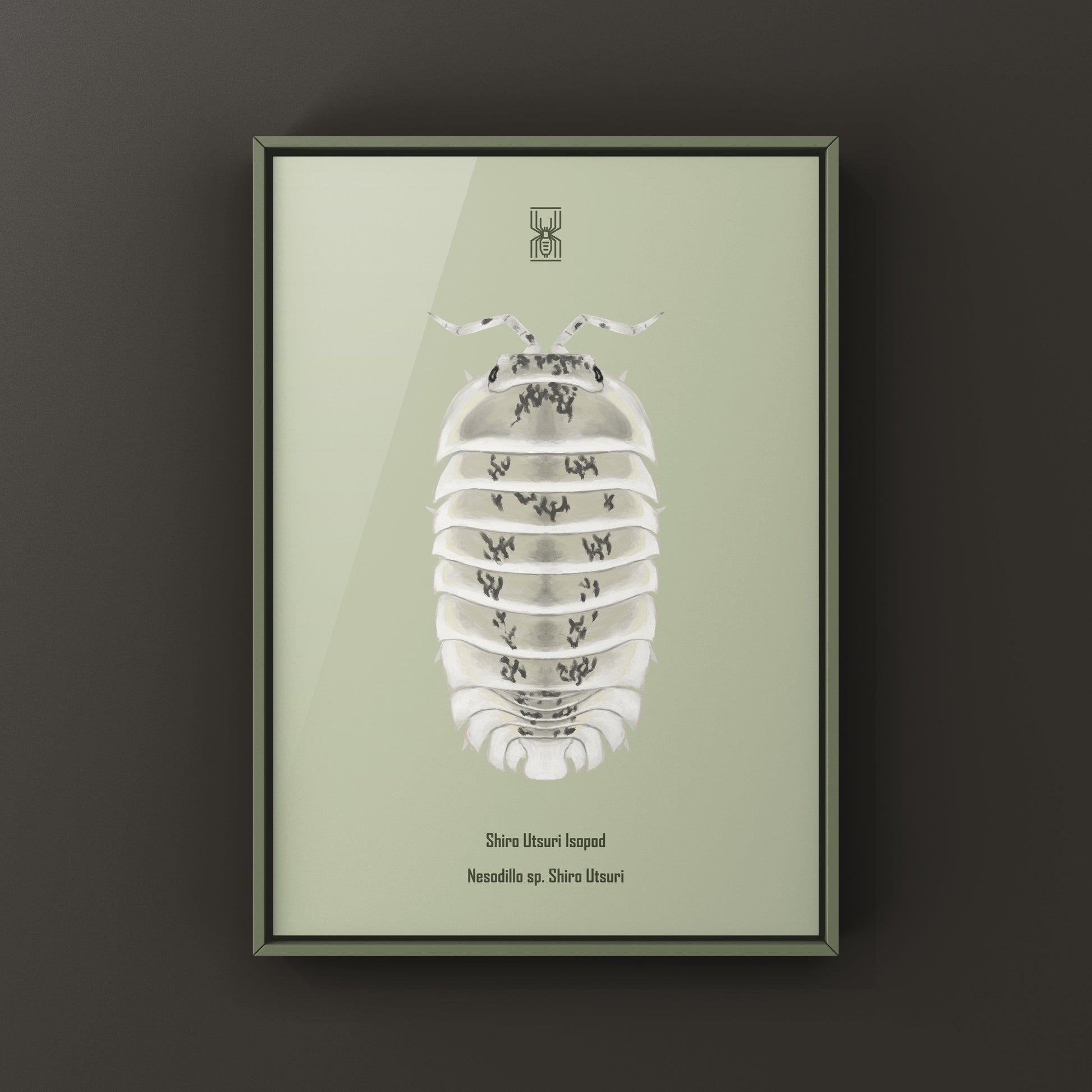 Shiro Utsuri Isopod art print by The Silk Ranch featuring detailed black and white isopod illustrations on high-quality paper.