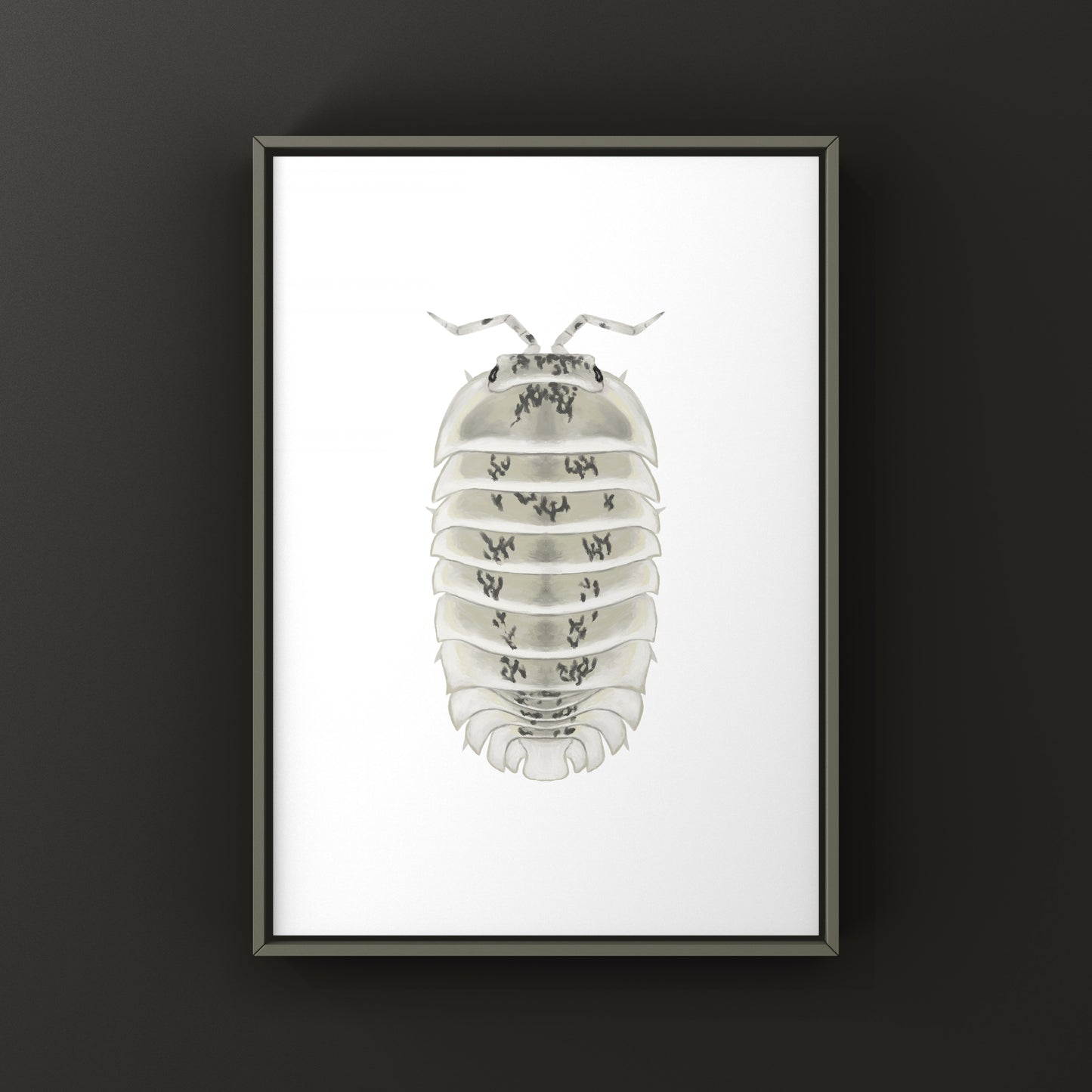 Shiro Utsuri Isopod art print by The Silk Ranch showing detailed black and white Nesodillo sp. Shiro Utsuri isopods.