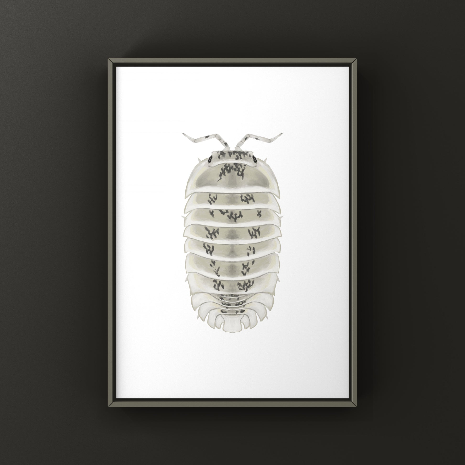 Shiro Utsuri Isopod art print by The Silk Ranch showing detailed black and white Nesodillo sp. Shiro Utsuri isopods.