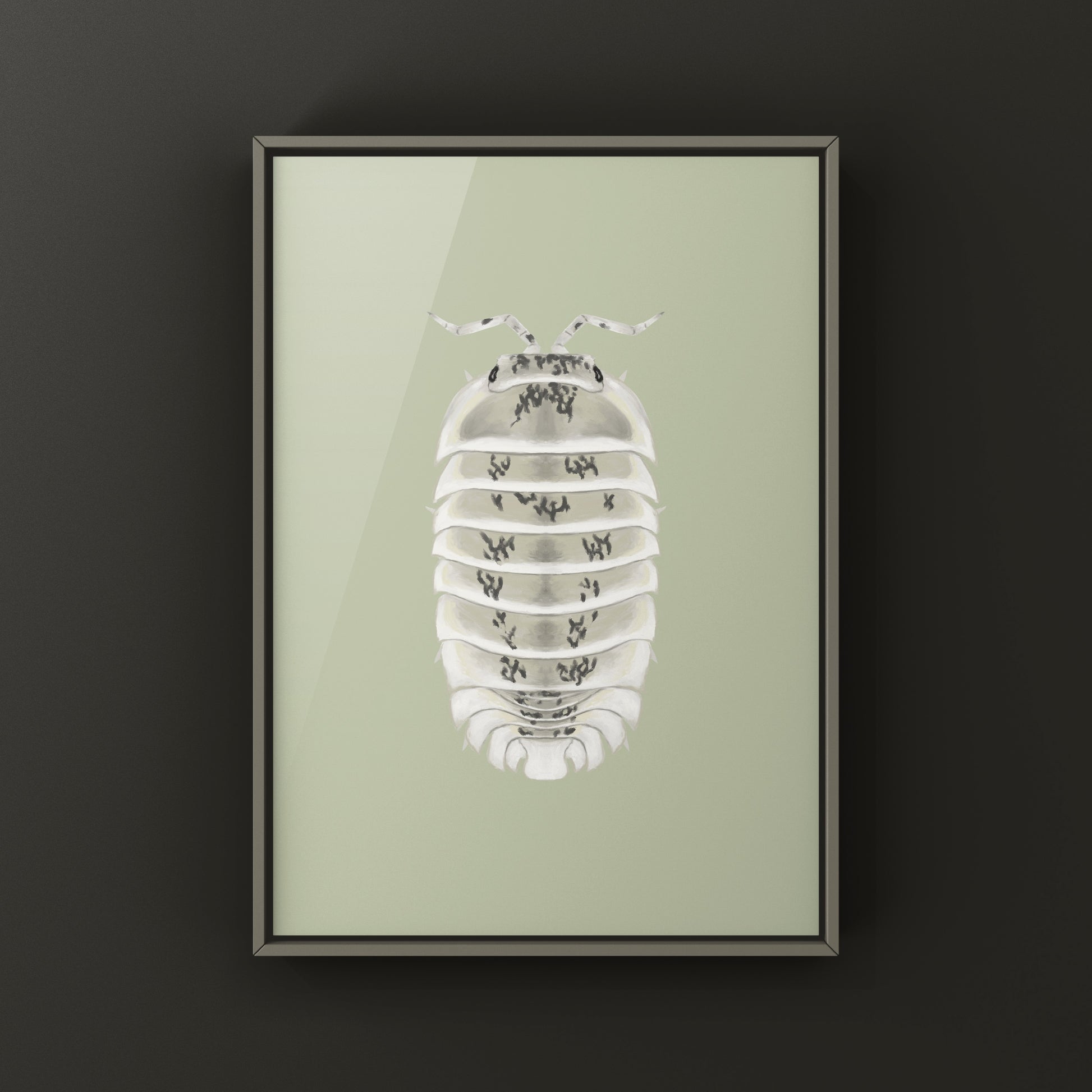 Shiro Utsuri Isopod art print by The Silk Ranch, featuring detailed black and white illustration of Nesodillo sp. Shiro Utsuri.