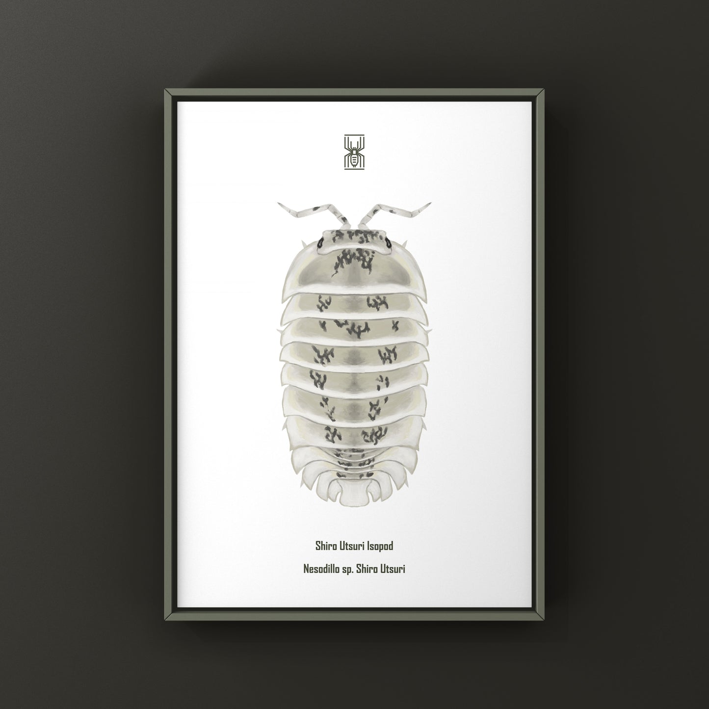 Shiro Utsuri Isopod art print showing detailed black and white illustrations of Nesodillo sp. Shiro Utsuri by The Silk Ranch
