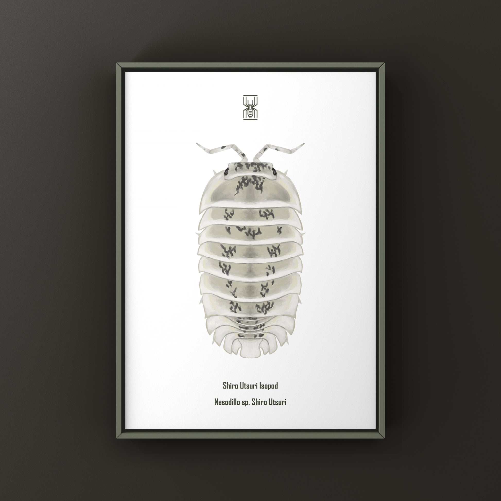 Shiro Utsuri Isopod art print showing detailed black and white illustrations of Nesodillo sp. Shiro Utsuri by The Silk Ranch
