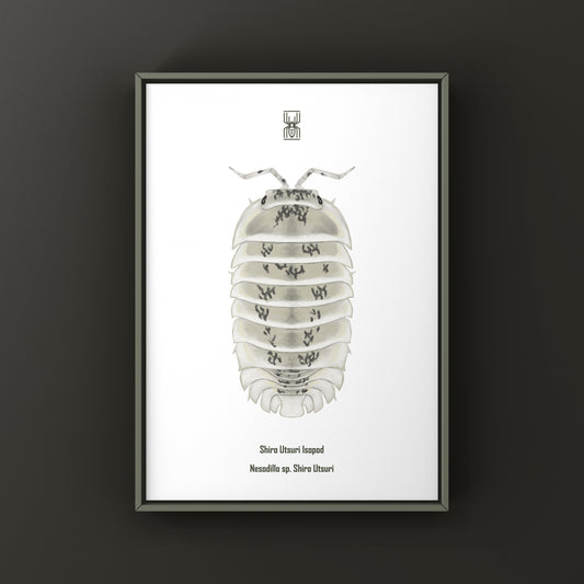 Shiro Utsuri Isopod art print showing detailed black and white illustrations of Nesodillo sp. Shiro Utsuri by The Silk Ranch
