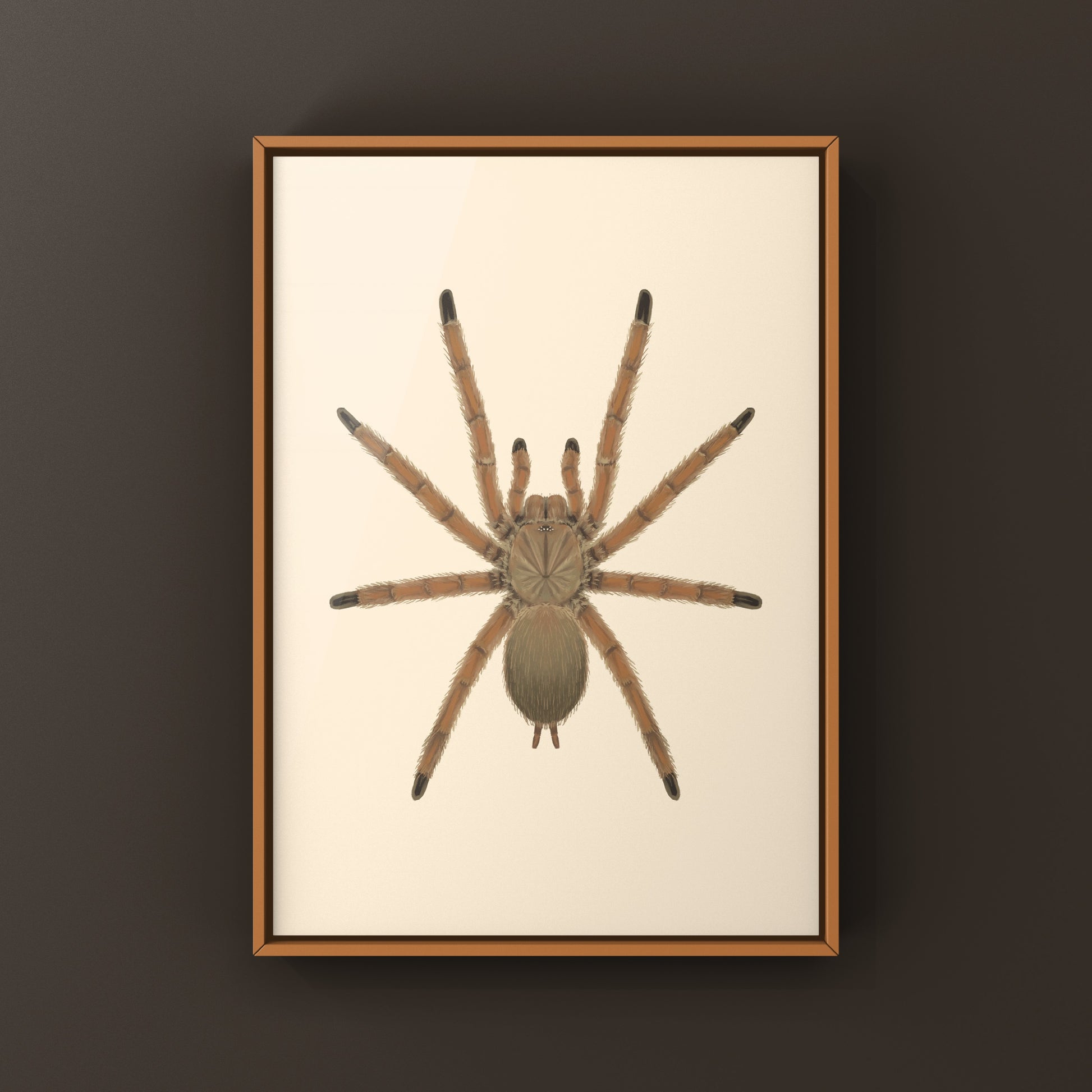 Asian Fawn Tarantula art print featuring Chilobrachys huahini, showcasing detailed spider illustration by The Silk Ranch.