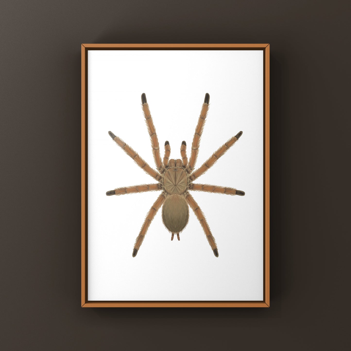 Asian Fawn Tarantula art print featuring Chilobrachys huahini, showcasing detailed, naturalistic spider illustration from The Silk Ranch.