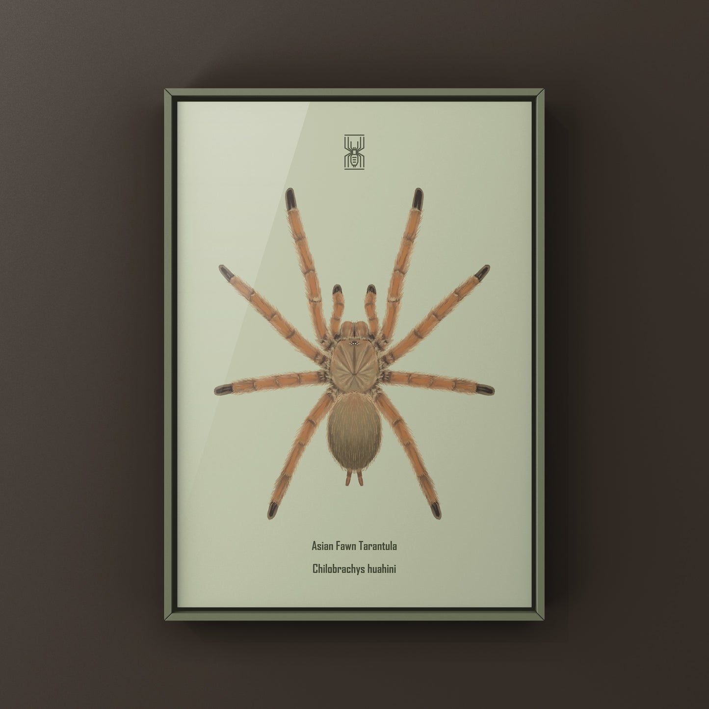 Asian Fawn Tarantula art print featuring detailed illustration of Chilobrachys huahini in natural colors, by The Silk Ranch.