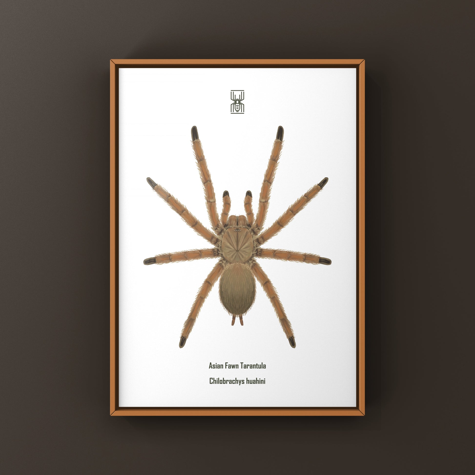 Asian Fawn Tarantula art print featuring Chilobrachys huahini, showcasing detailed spider illustration on high-quality paper.