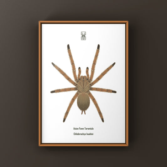 Asian Fawn Tarantula art print featuring Chilobrachys huahini, showcasing detailed spider illustration on high-quality paper.