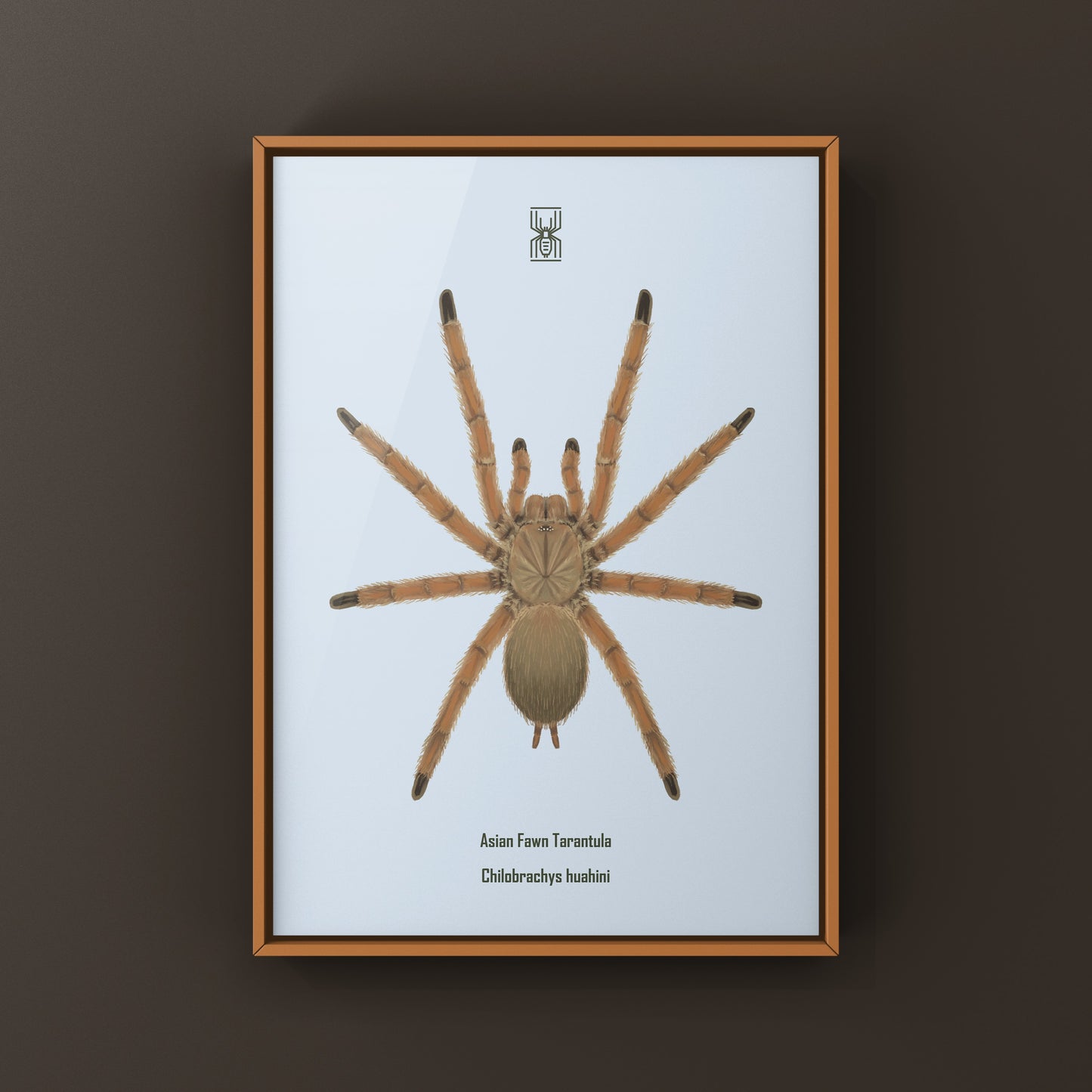 Asian Fawn Tarantula art print by The Silk Ranch showing detailed illustration of Chilobrachys huahini spider on white background.