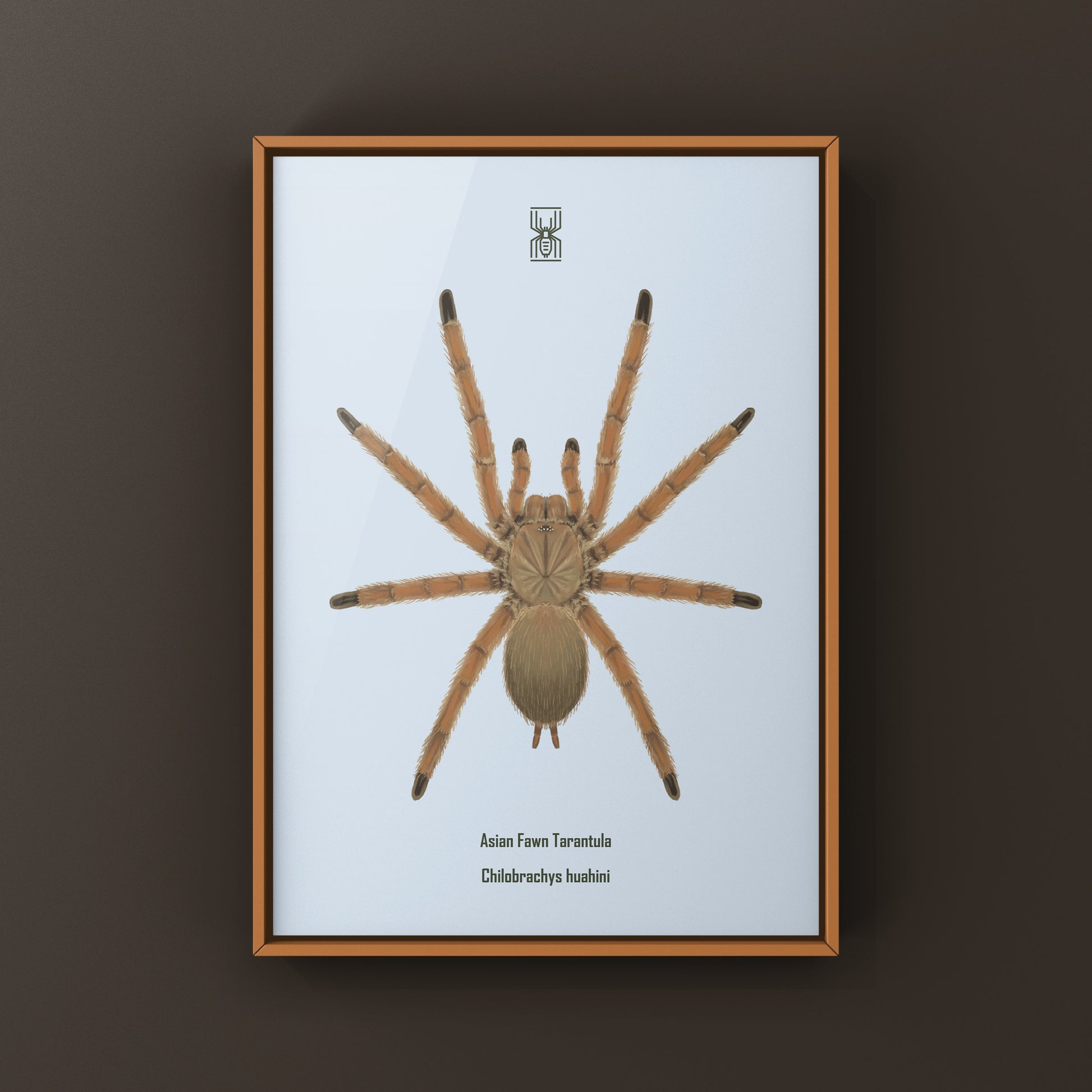 Asian Fawn Tarantula art print by The Silk Ranch showing detailed illustration of Chilobrachys huahini spider on white background.