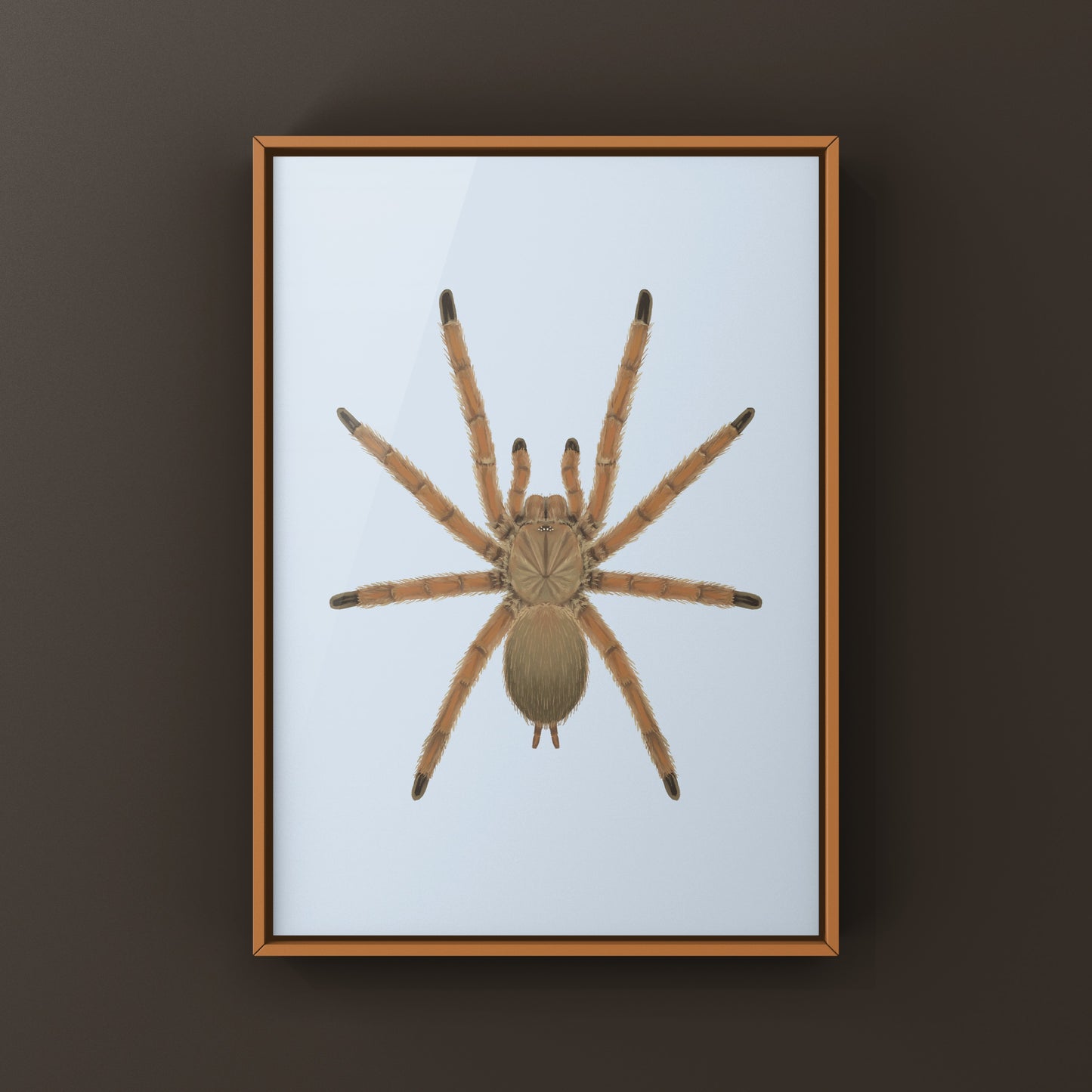 Asian Fawn Tarantula art print featuring Chilobrachys huahini, showcasing detailed, realistic spider illustration from The Silk Ranch.