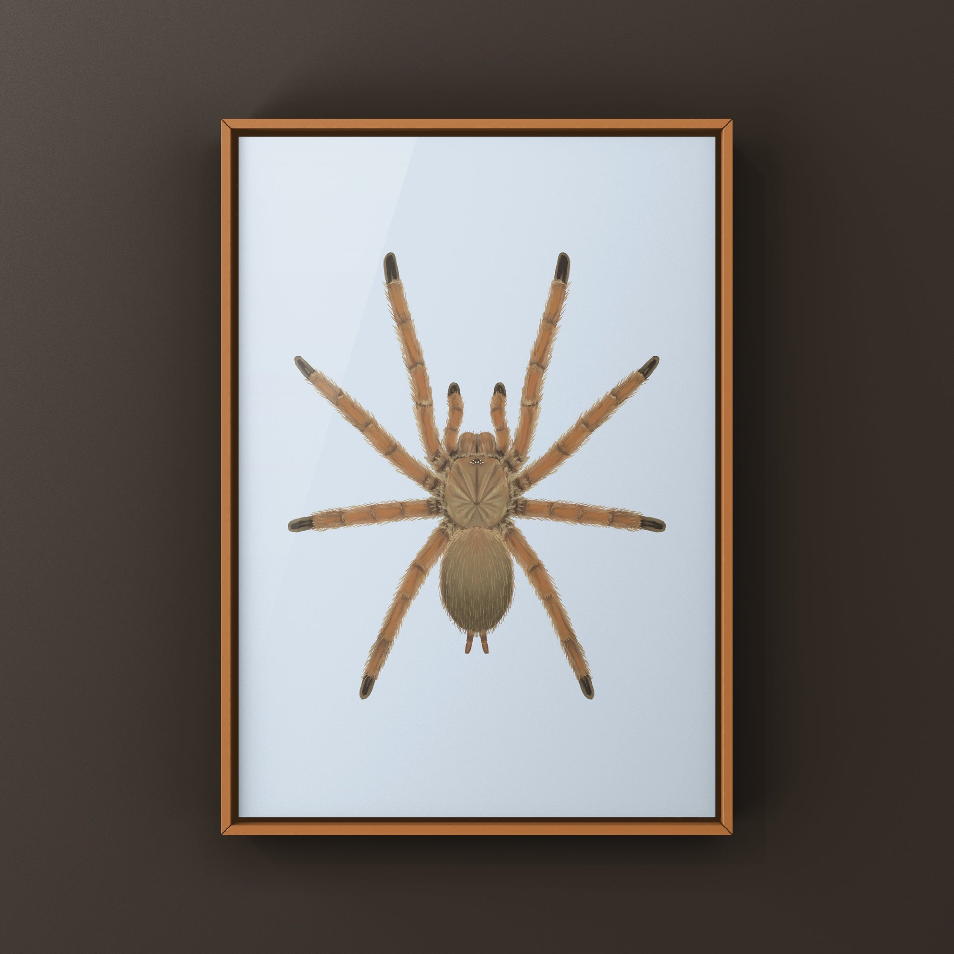 Asian Fawn Tarantula art print featuring Chilobrachys huahini, showcasing detailed, realistic spider illustration from The Silk Ranch.
