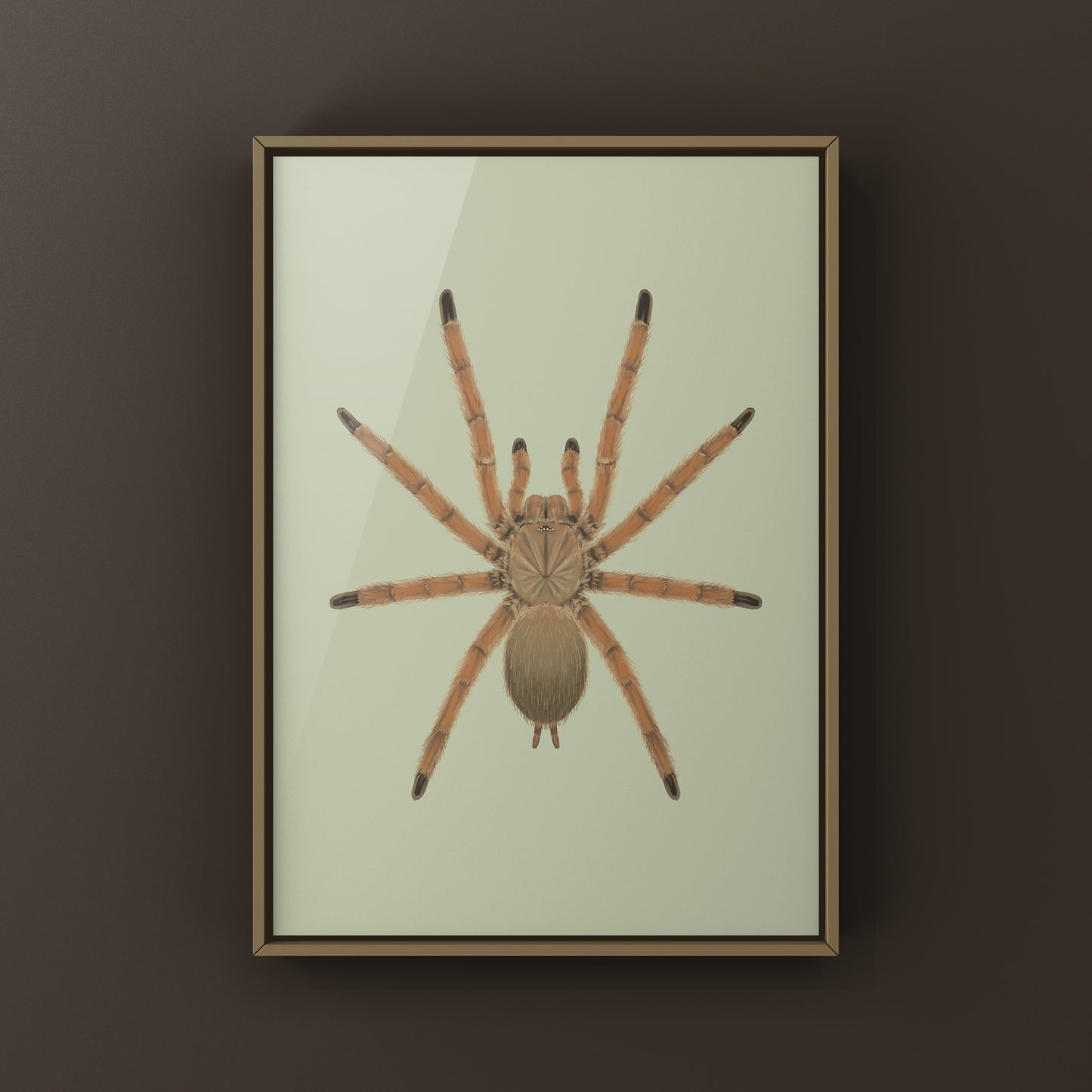 Asian Fawn Tarantula art print featuring a detailed illustration of Chilobrachys huahini by The Silk Ranch.