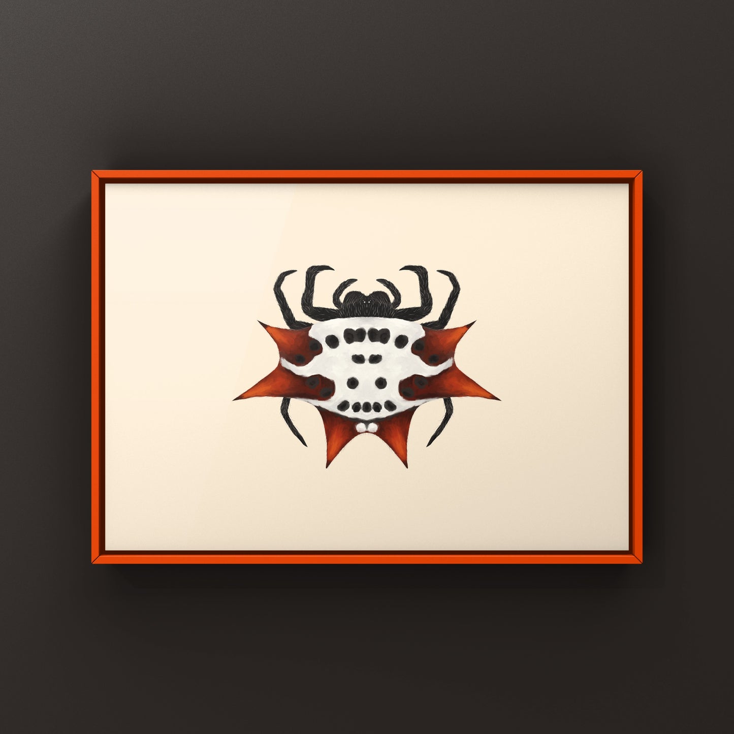 Spinyback Orb Weaver Gasteracantha cancriformis art print featuring detailed illustration of the spider's distinctive spiny body.