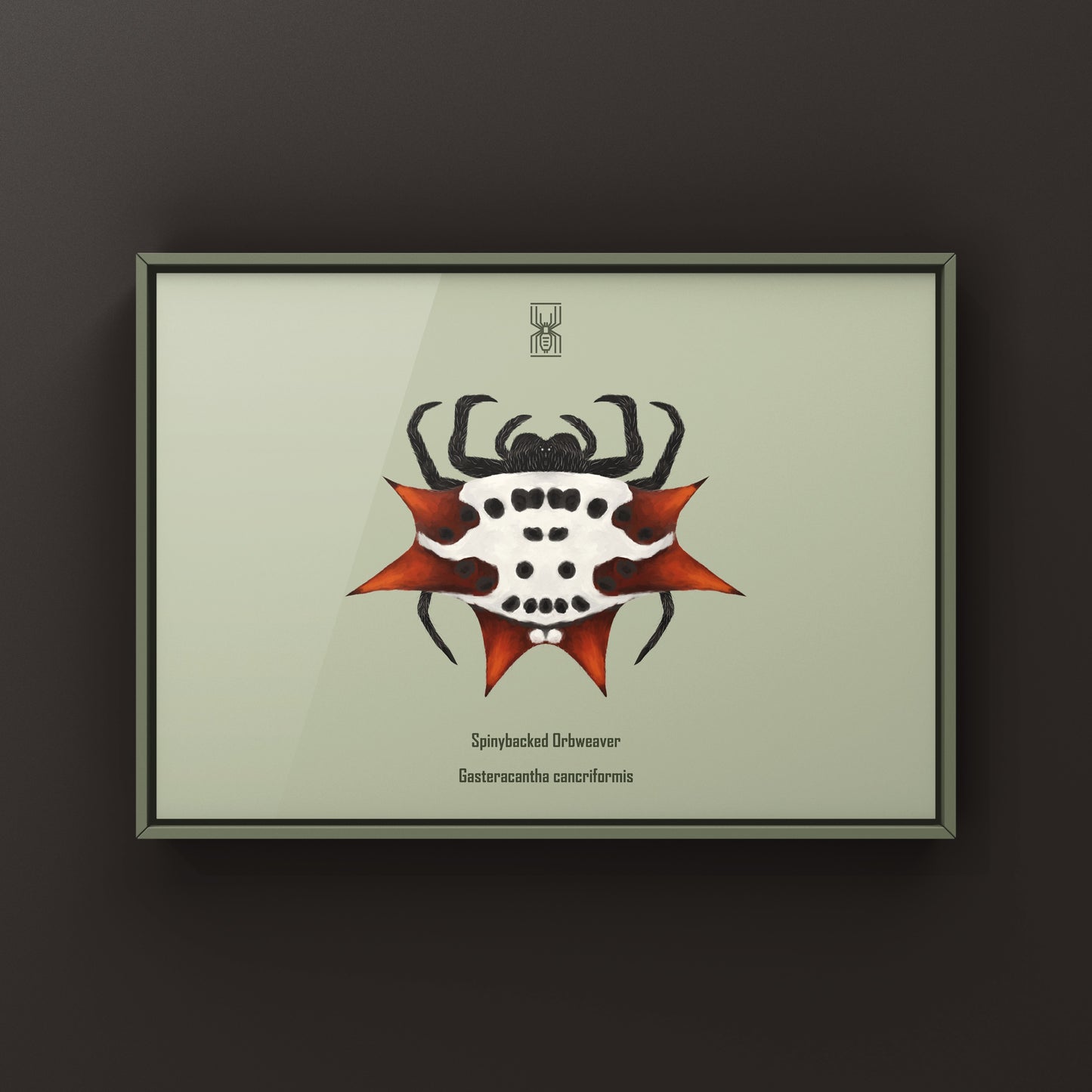 Spinyback Orb Weaver art print featuring Gasteracantha cancriformis with detailed illustration of the spider's distinctive spiny back.