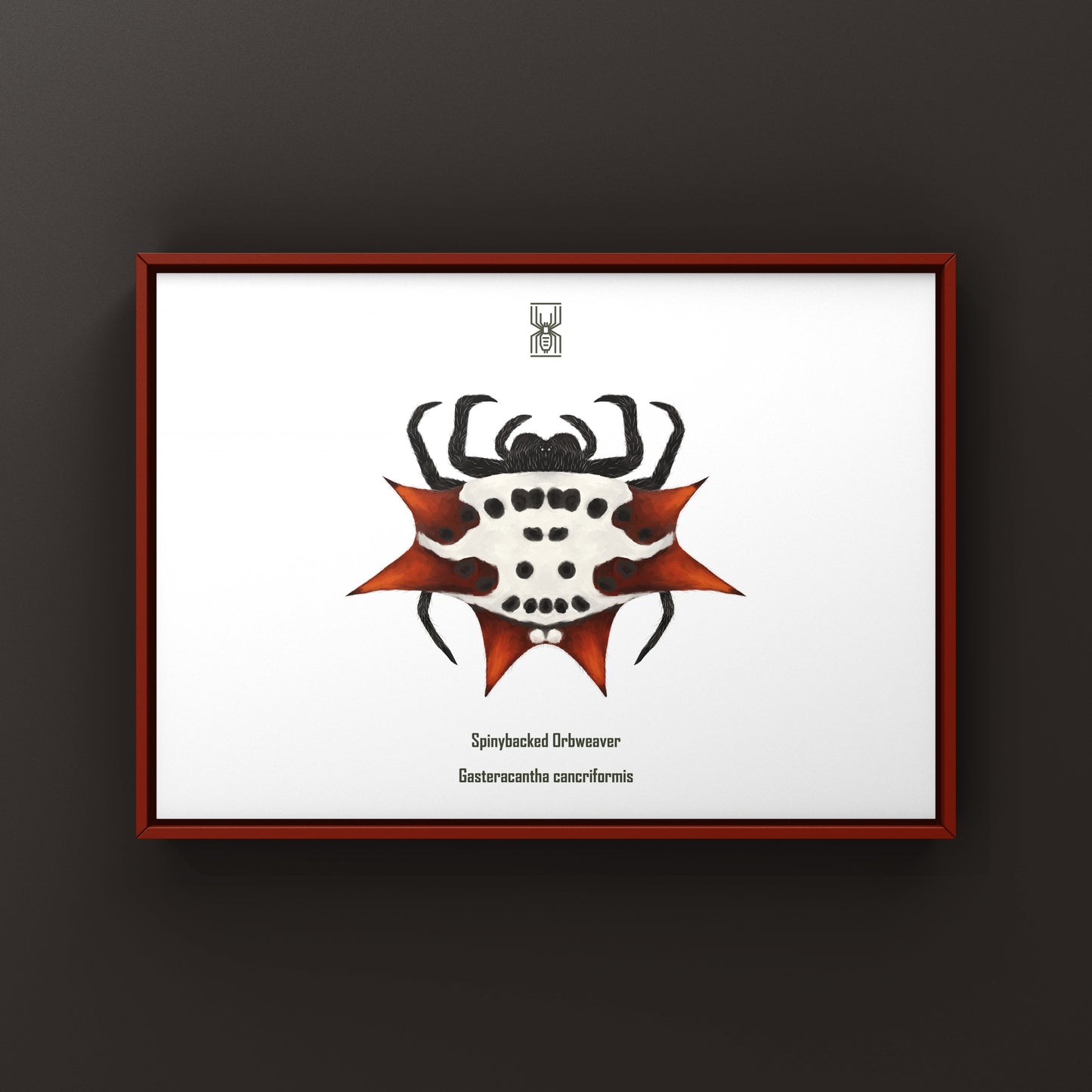 Colorful Spinyback Orb Weaver art print featuring a detailed illustration of the Gasteracantha cancriformis spider on textured paper.