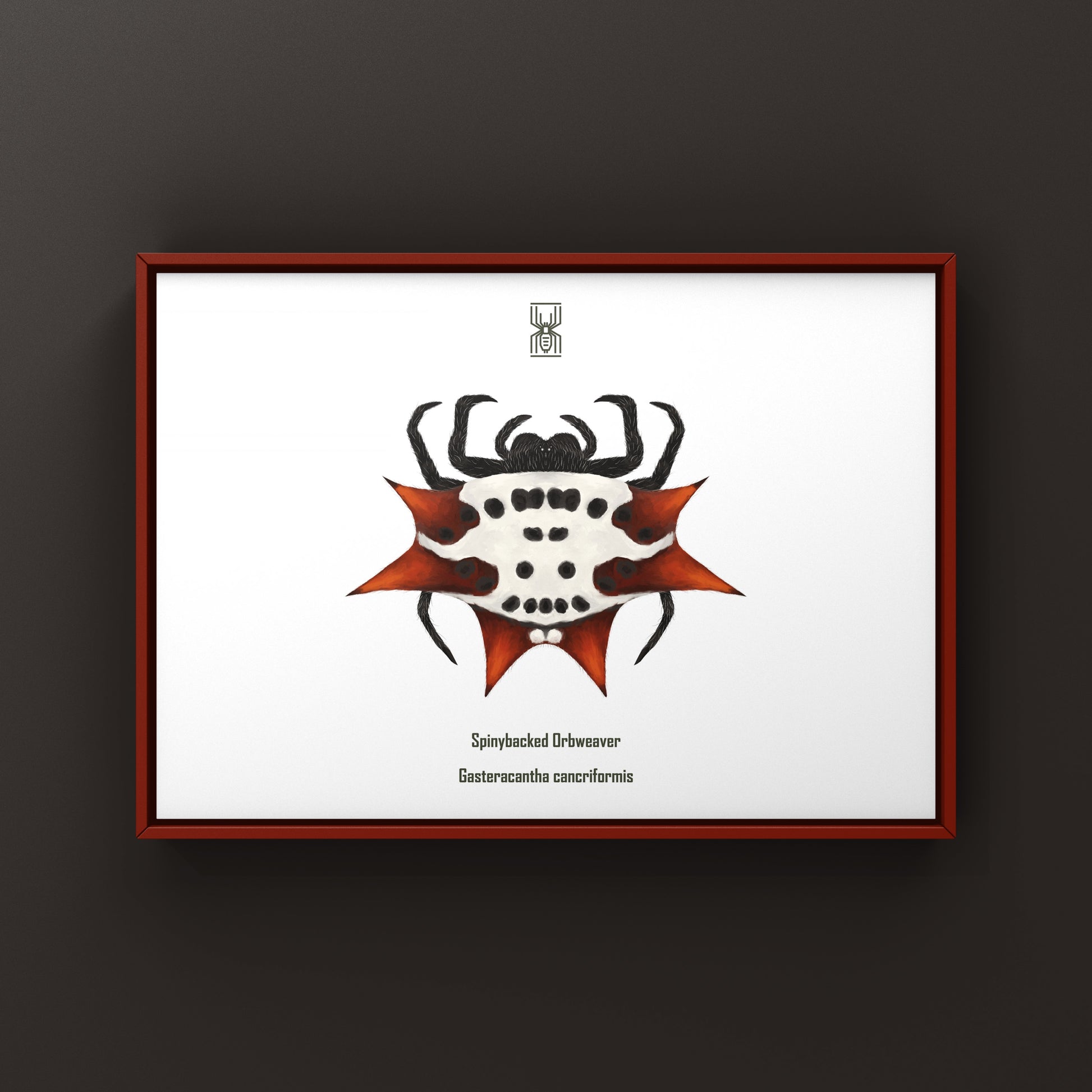 Colorful Spinyback Orb Weaver art print featuring a detailed illustration of the Gasteracantha cancriformis spider on textured paper.