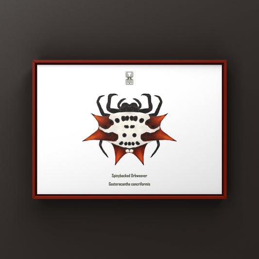 Colorful Spinyback Orb Weaver art print featuring a detailed illustration of the Gasteracantha cancriformis spider on textured paper.