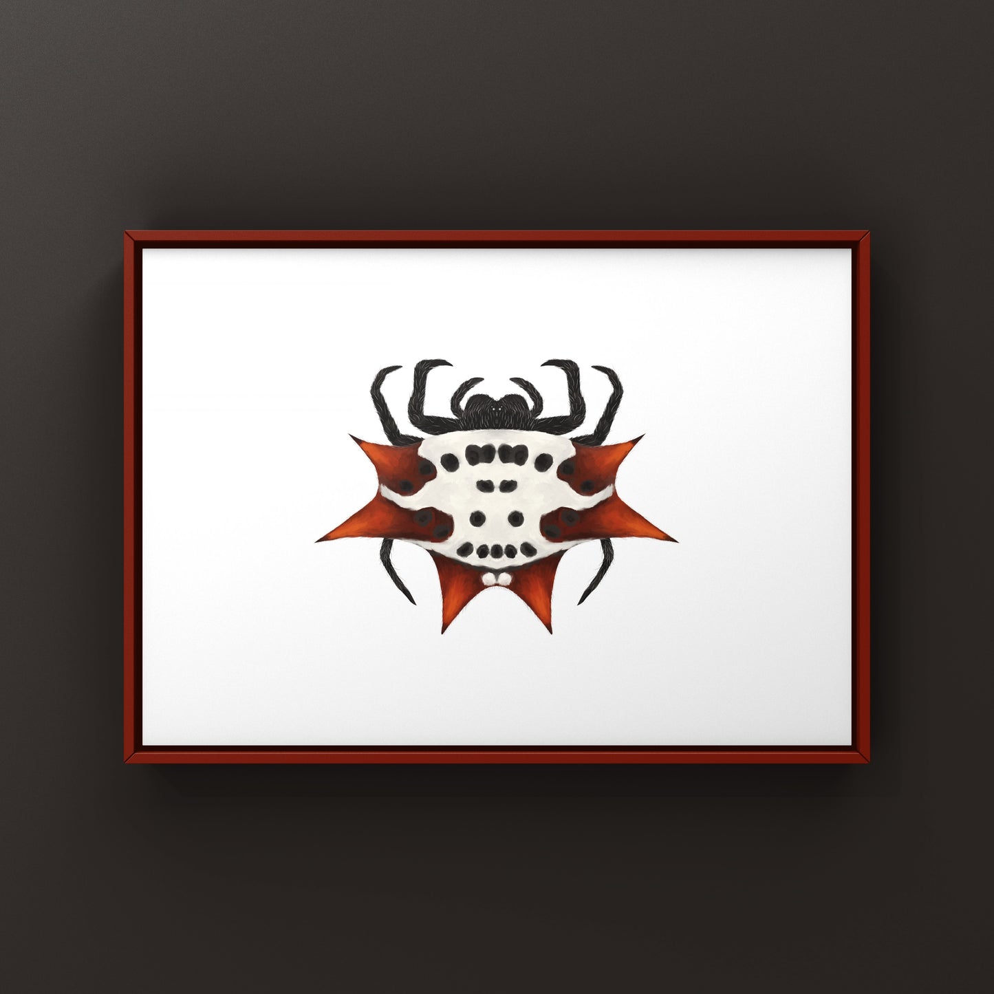 Spinyback Orb Weaver art print by The Silk Ranch featuring detailed illustration of Gasteracantha cancriformis spider on white background