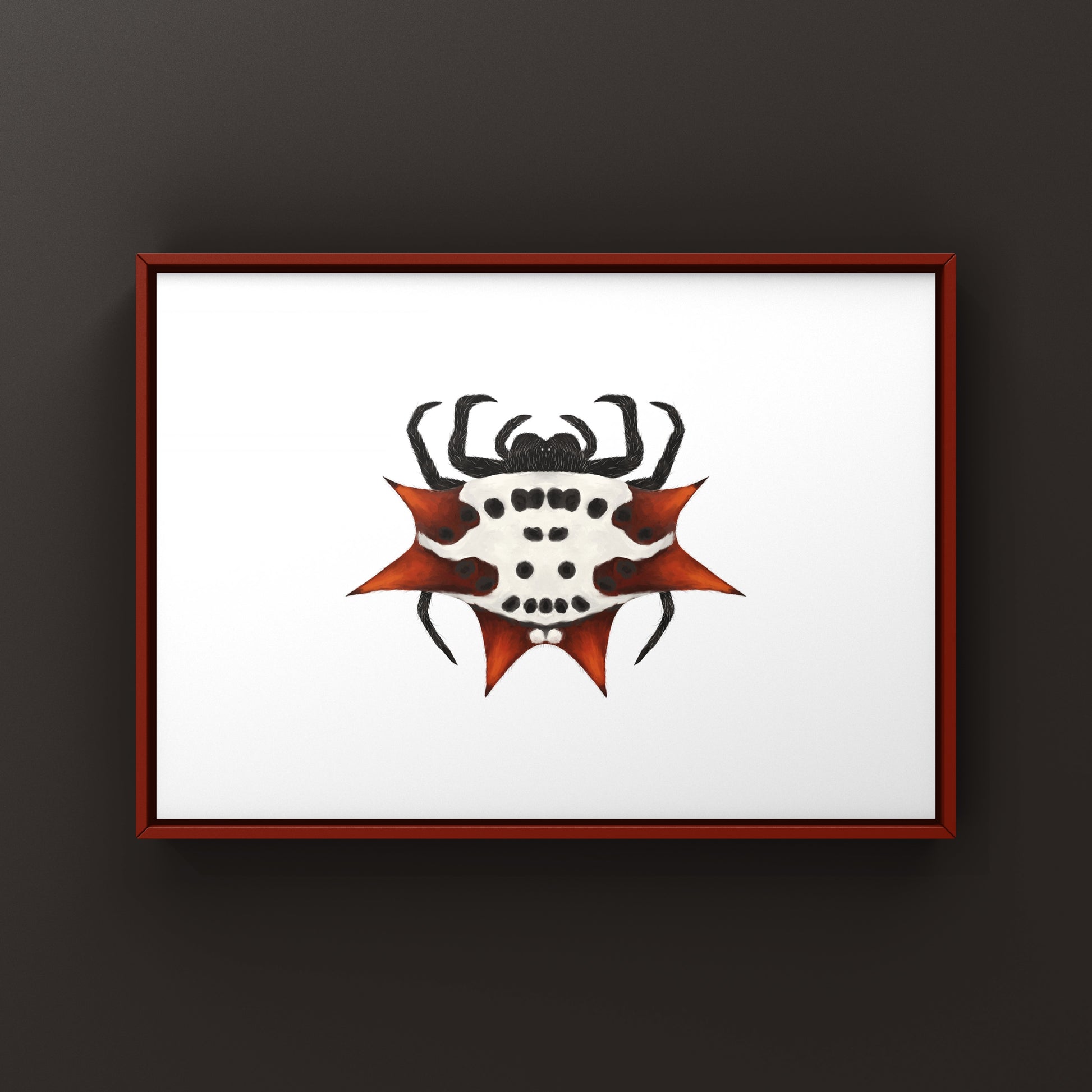 Spinyback Orb Weaver art print by The Silk Ranch featuring detailed illustration of Gasteracantha cancriformis spider on white background