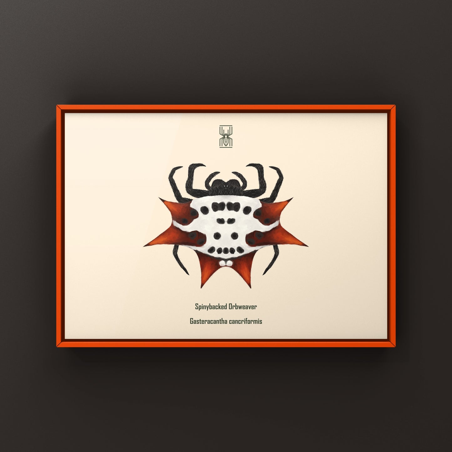 Spinyback Orb Weaver art print featuring a Gasteracantha cancriformis spider on a neutral background, showcasing detailed arachnid features.