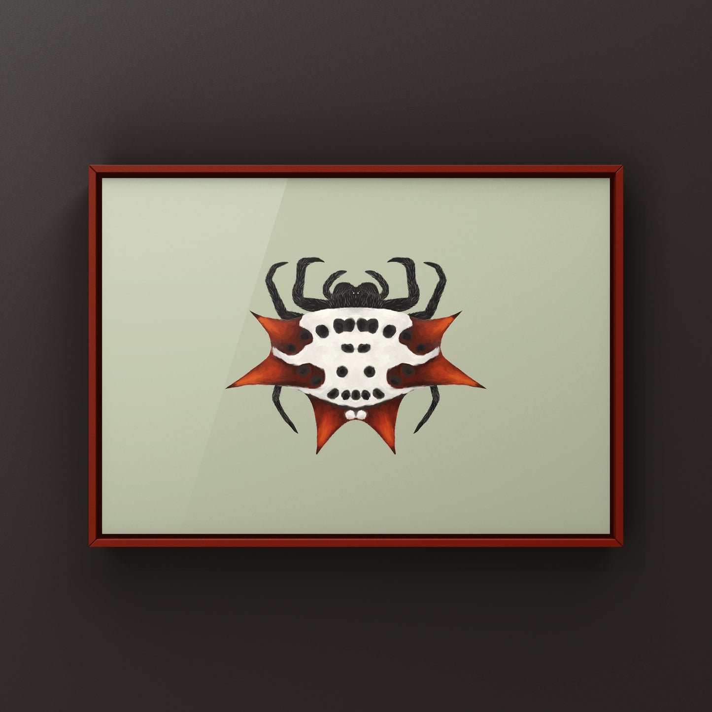 Spinyback Orb Weaver Gasteracantha cancriformis art print featuring detailed illustration of the spider's distinctive spiny, white and black body.