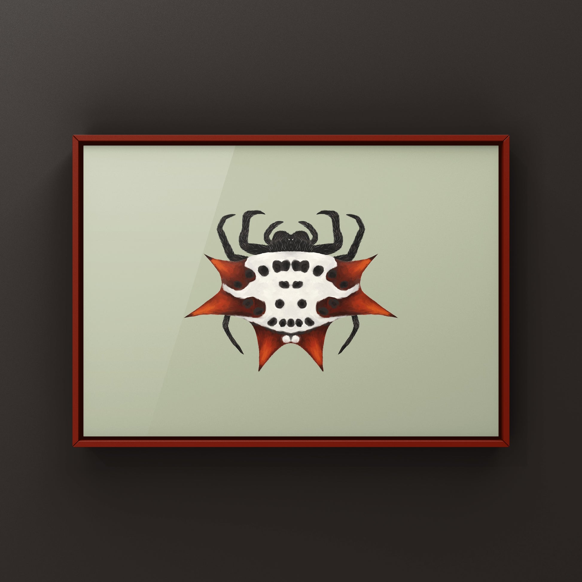 Spinyback Orb Weaver Gasteracantha cancriformis art print featuring detailed illustration of the spider's distinctive spiny, white and black body.