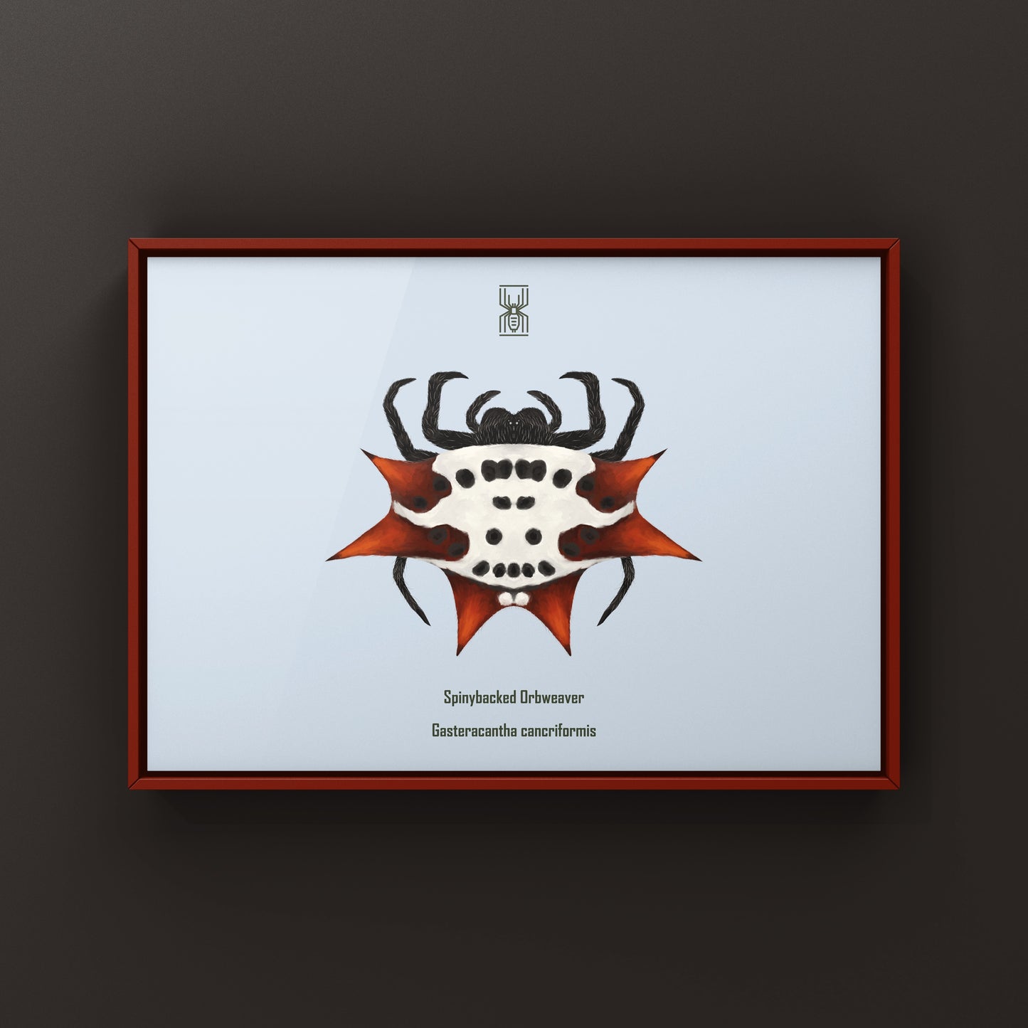 Spinyback Orb Weaver art print featuring a Gasteracantha cancriformis spider on a neutral background, by The Silk Ranch.