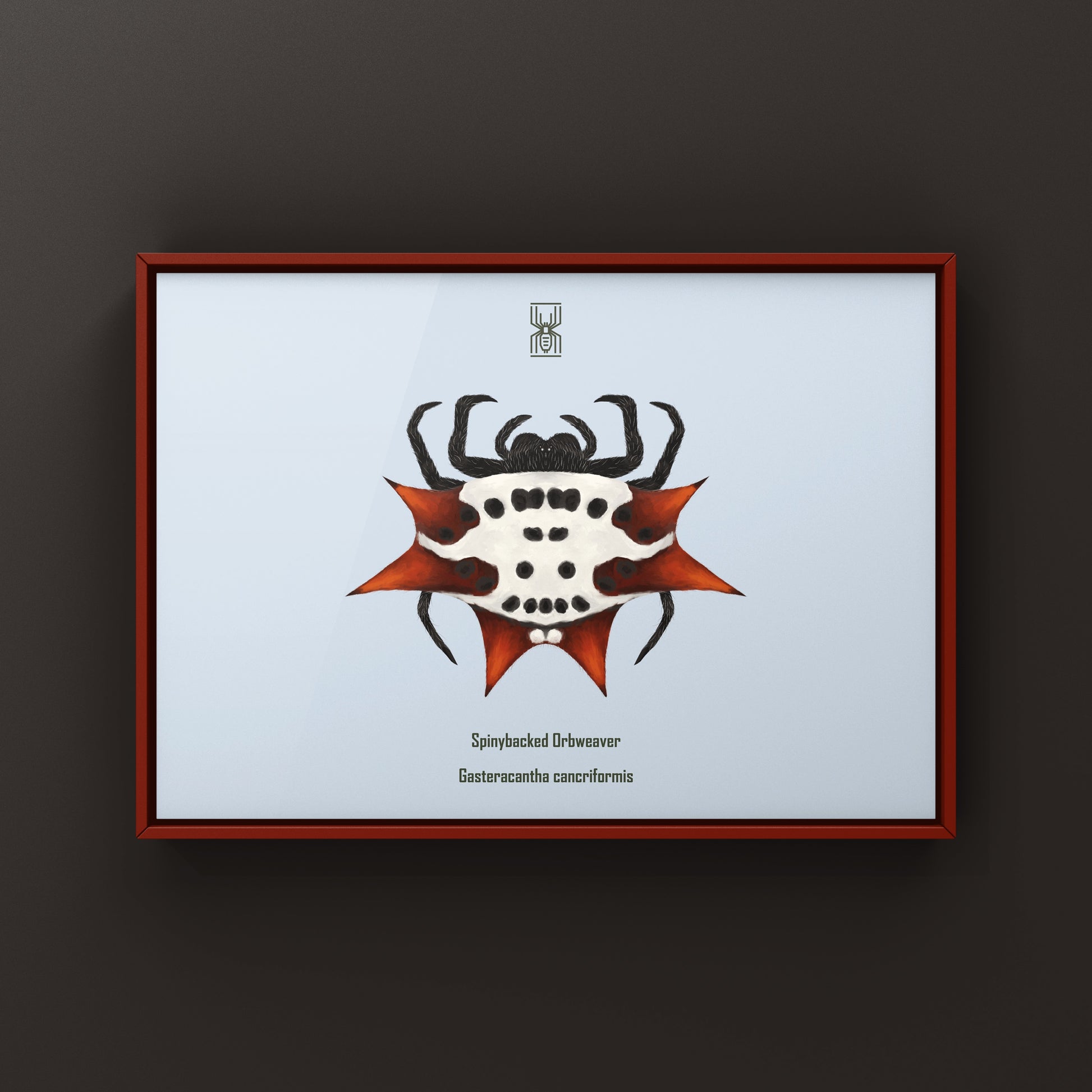 Spinyback Orb Weaver art print featuring a Gasteracantha cancriformis spider on a neutral background, by The Silk Ranch.