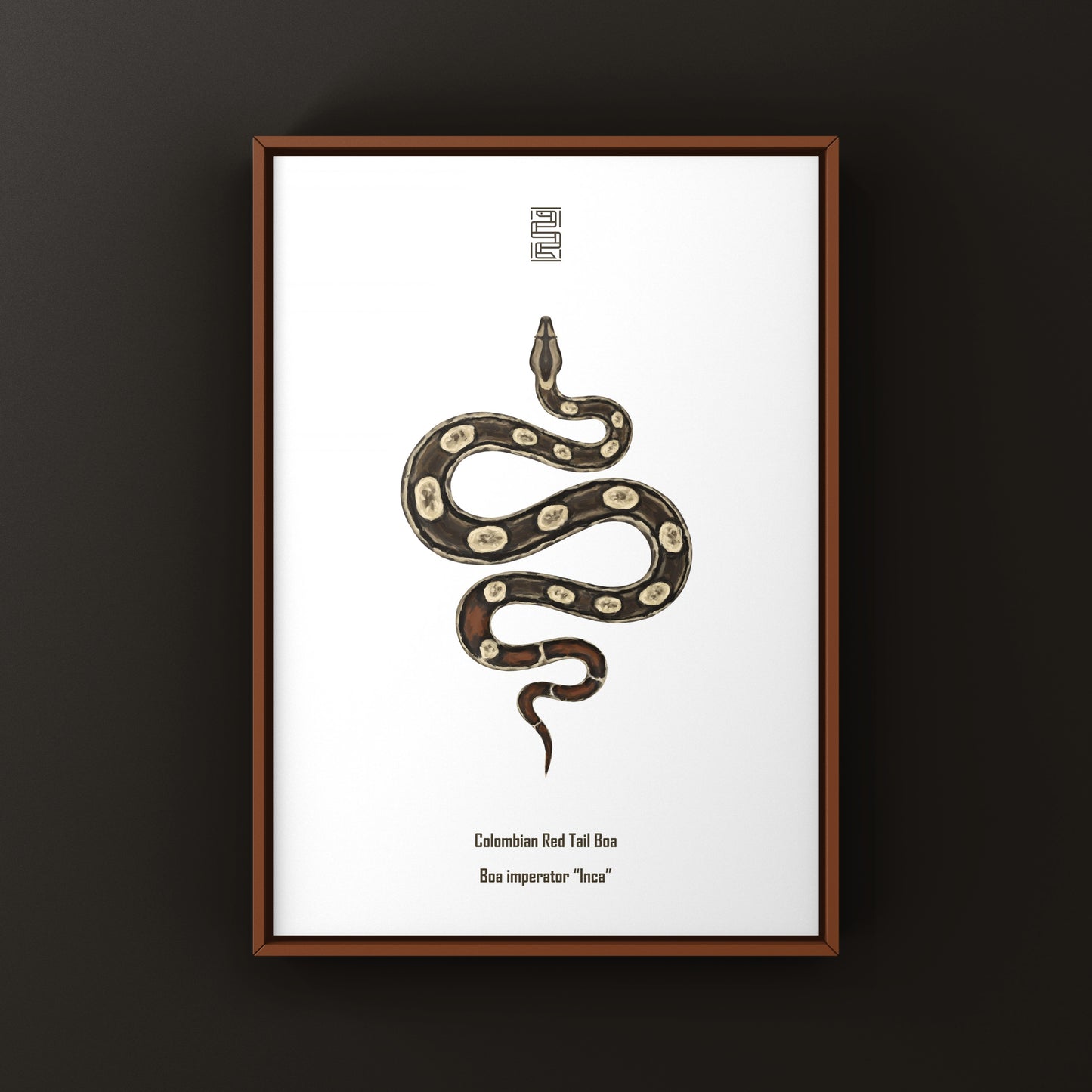 Inca Colombian Red Tail Boa art print featuring detailed illustration of Boa imperator by The Silk Ranch.