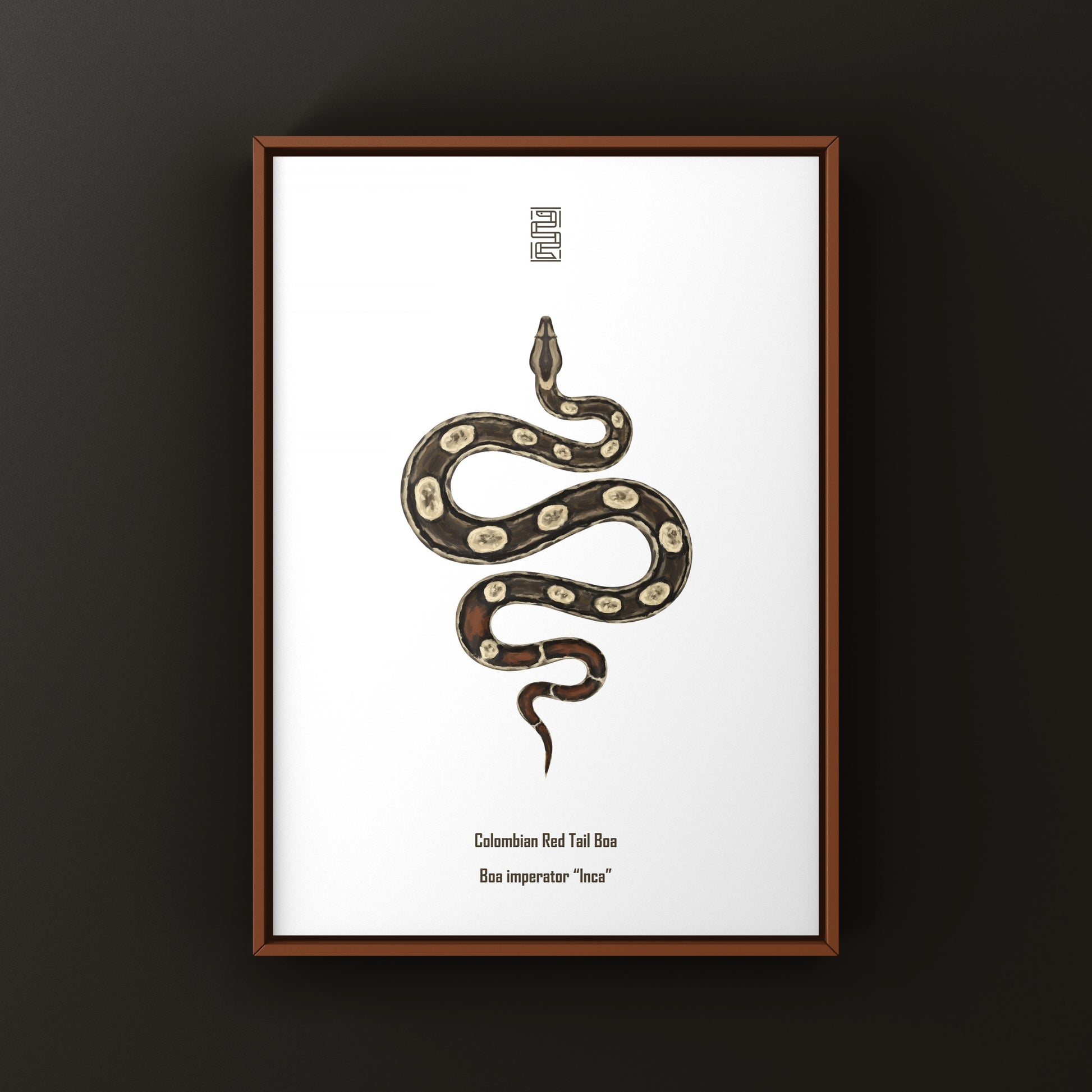 Inca Colombian Red Tail Boa art print featuring detailed illustration of Boa imperator by The Silk Ranch.
