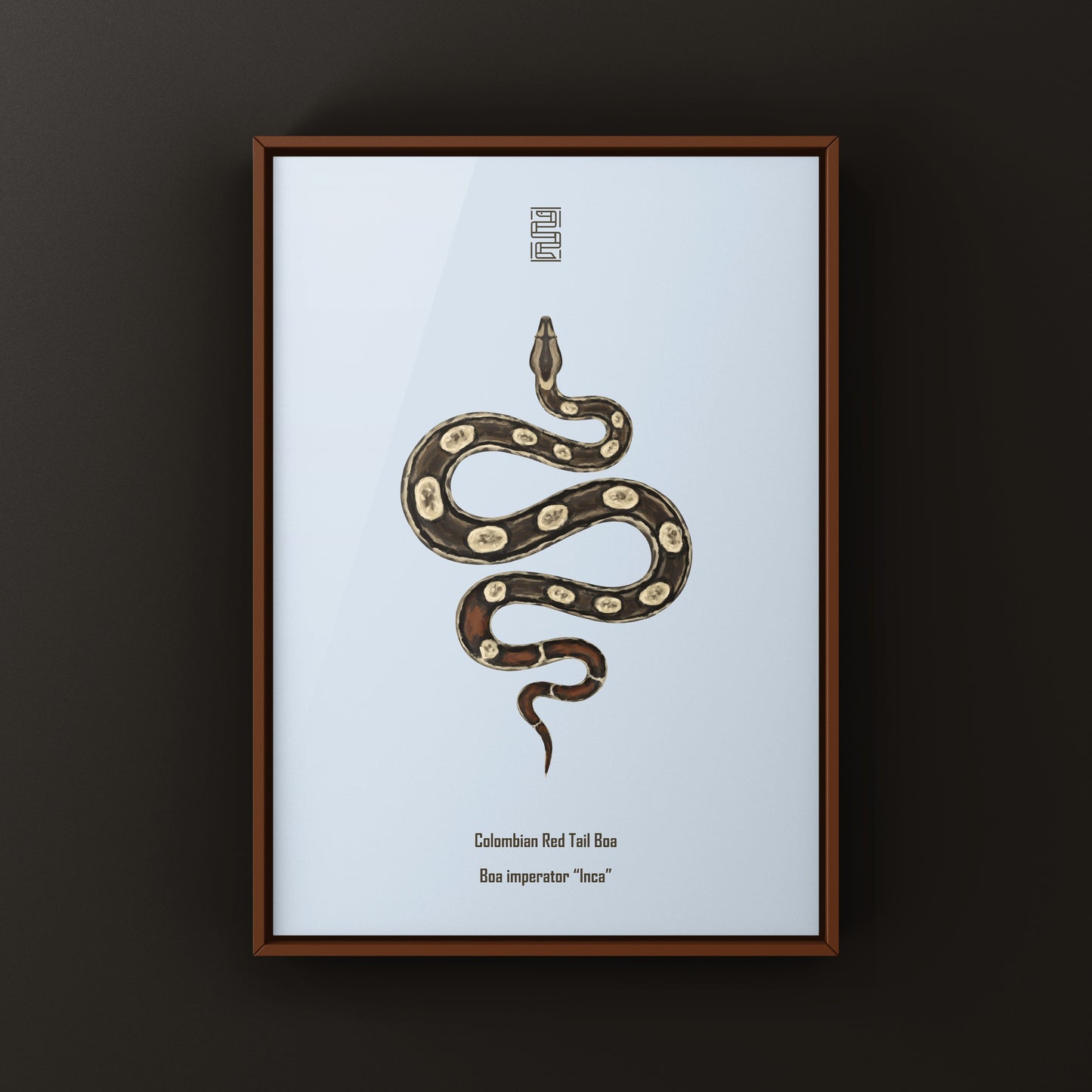 Inca Colombian Red Tail Boa art print by The Silk Ranch showing detailed illustration of Boa imperator with vibrant red tail.