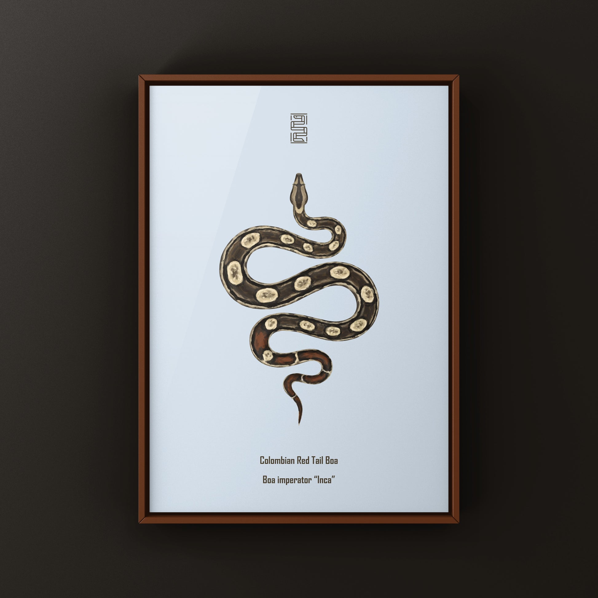 Inca Colombian Red Tail Boa art print by The Silk Ranch showing detailed illustration of Boa imperator with vibrant red tail.