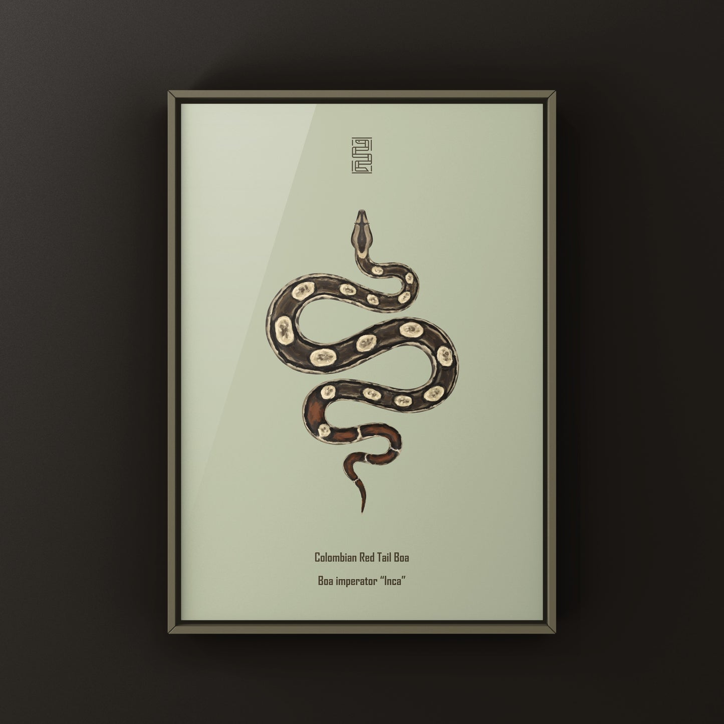 Inca Colombian Red Tail Boa art print by The Silk Ranch, featuring detailed illustration of Boa imperator with vibrant red tail.