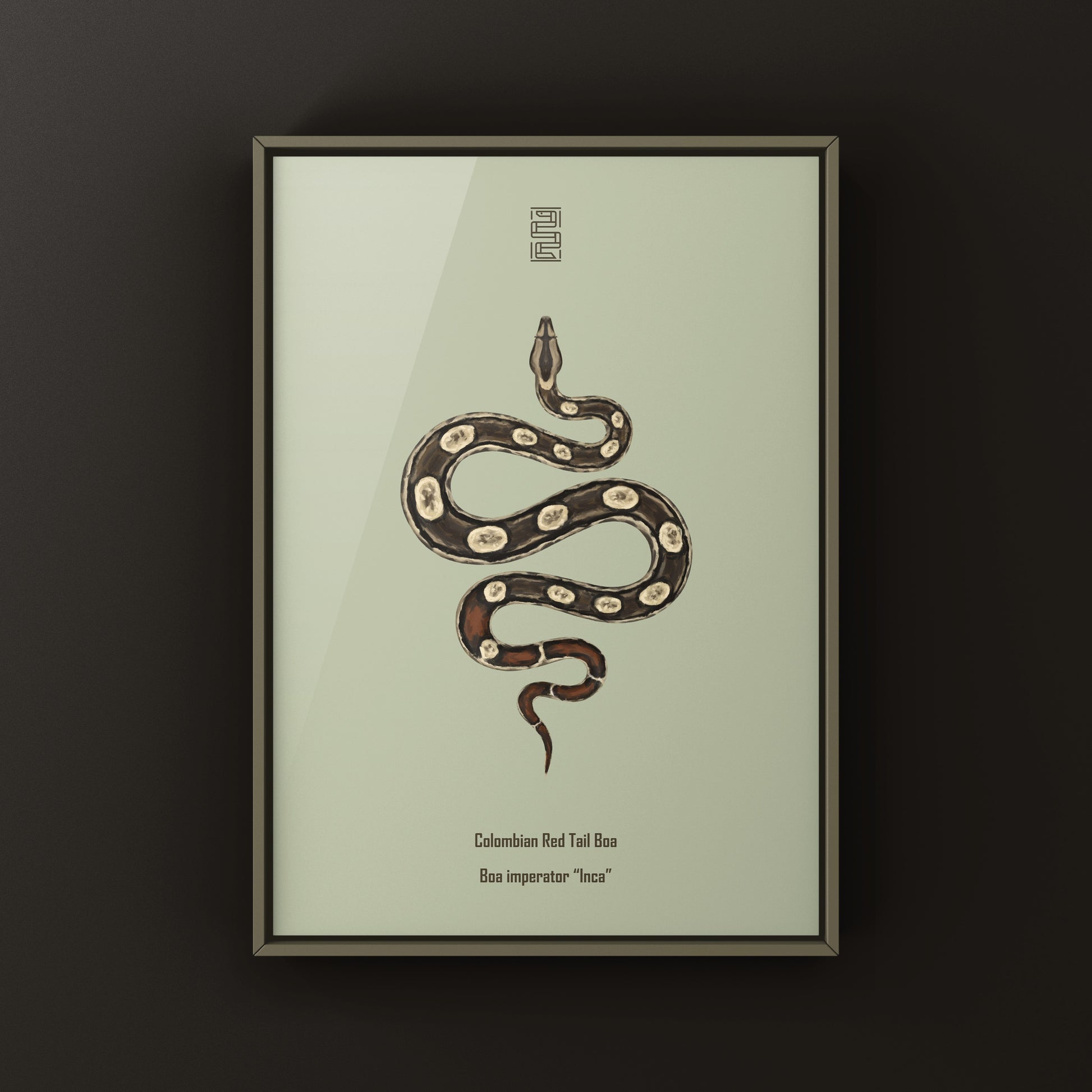 Inca Colombian Red Tail Boa art print by The Silk Ranch, featuring detailed illustration of Boa imperator with vibrant red tail.