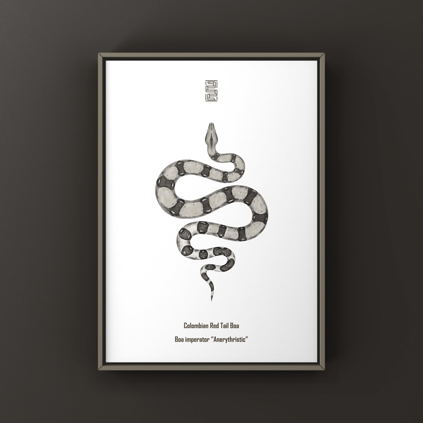 Anerythristic Colombian Red Tail Boa art print by The Silk Ranch, showcasing detailed illustrations of Boa imperator with vibrant colors.
