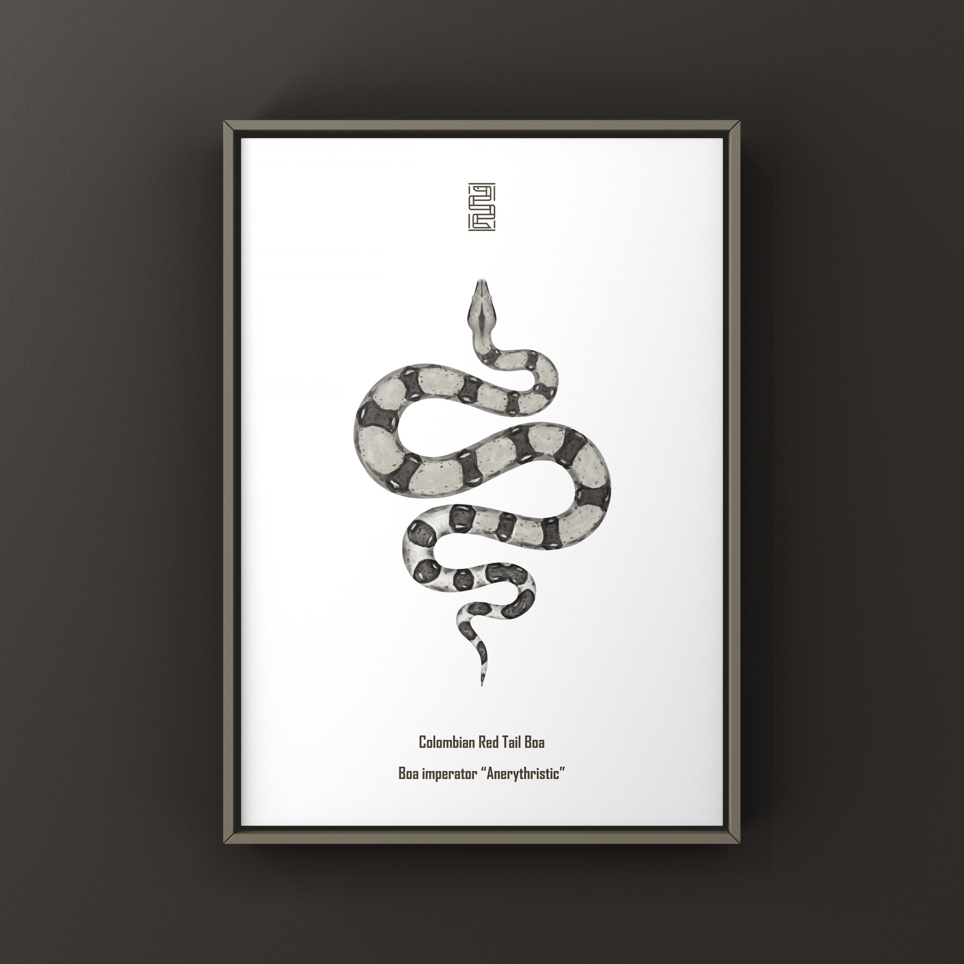 Anerythristic Colombian Red Tail Boa art print by The Silk Ranch, showcasing detailed illustrations of Boa imperator with vibrant colors.