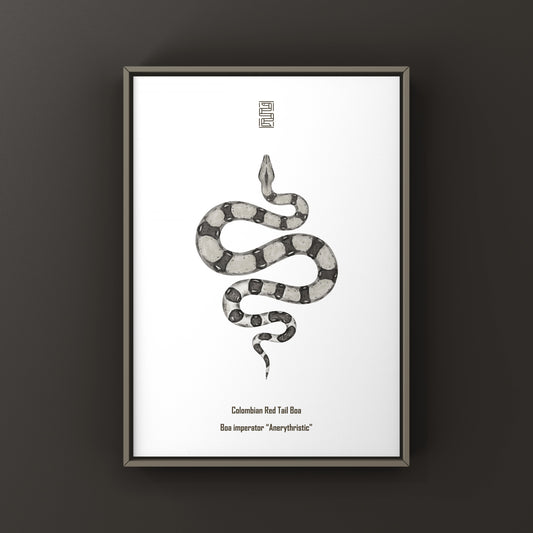 Anerythristic Colombian Red Tail Boa art print by The Silk Ranch, showcasing detailed illustrations of Boa imperator with vibrant colors.