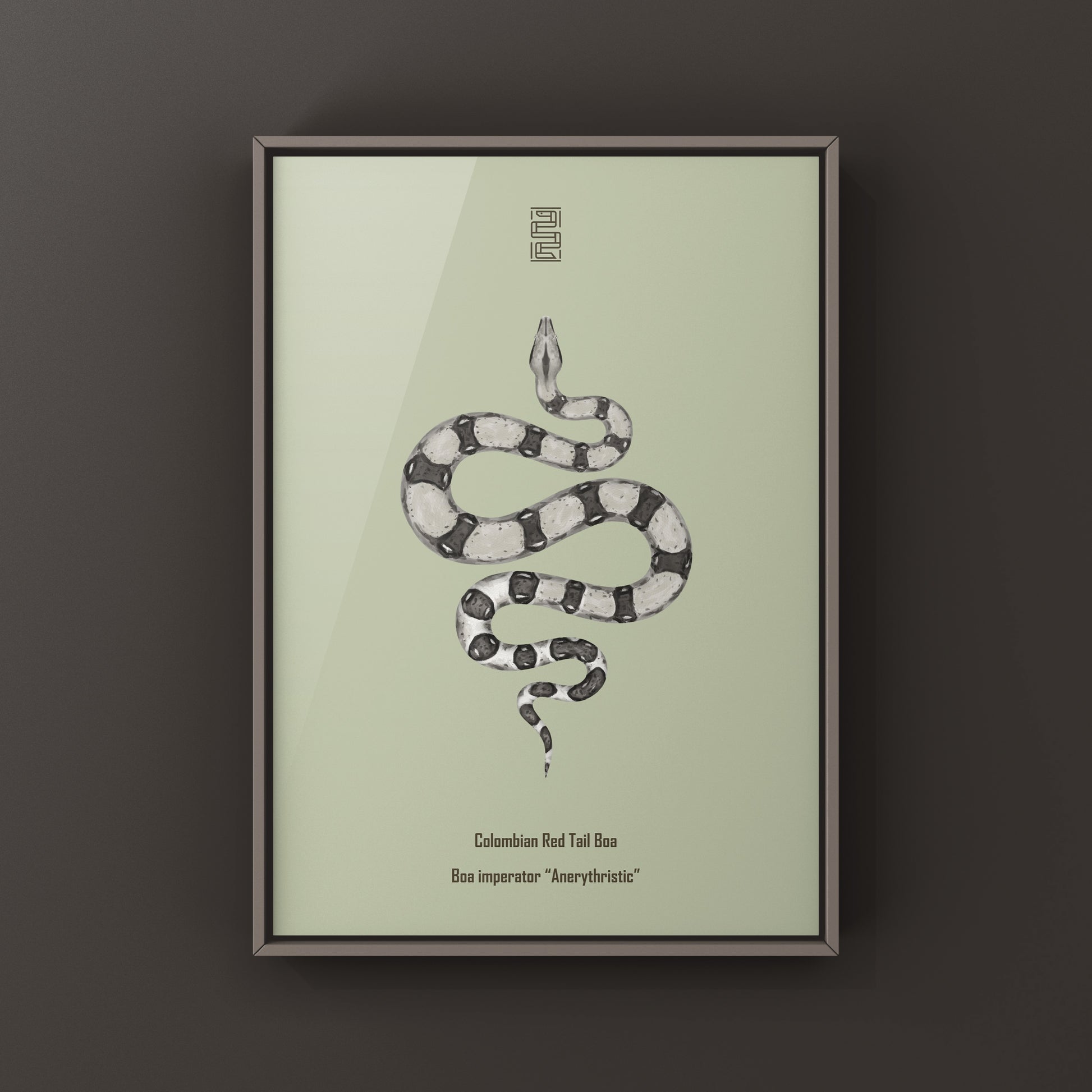 Anerythristic Colombian Red Tail Boa art print by The Silk Ranch, showcasing detailed illustration of Boa imperator with striking coloration.