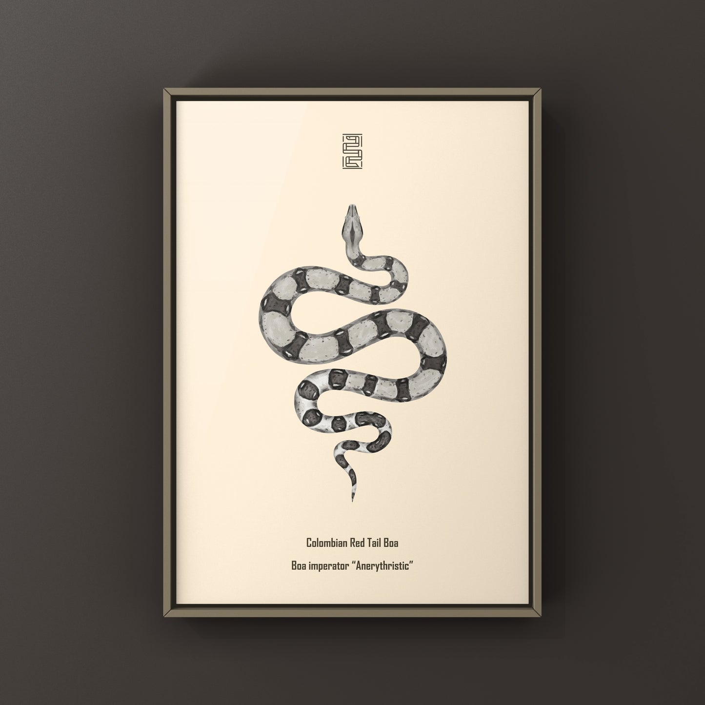 Anerythristic Colombian Red Tail Boa art print by The Silk Ranch showing detailed snake illustration on white background.