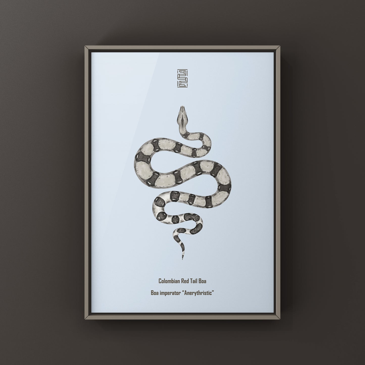 Anerythristic Colombian Red Tail Boa art print by The Silk Ranch, showcasing detailed illustrations of Boa imperator on textured paper.