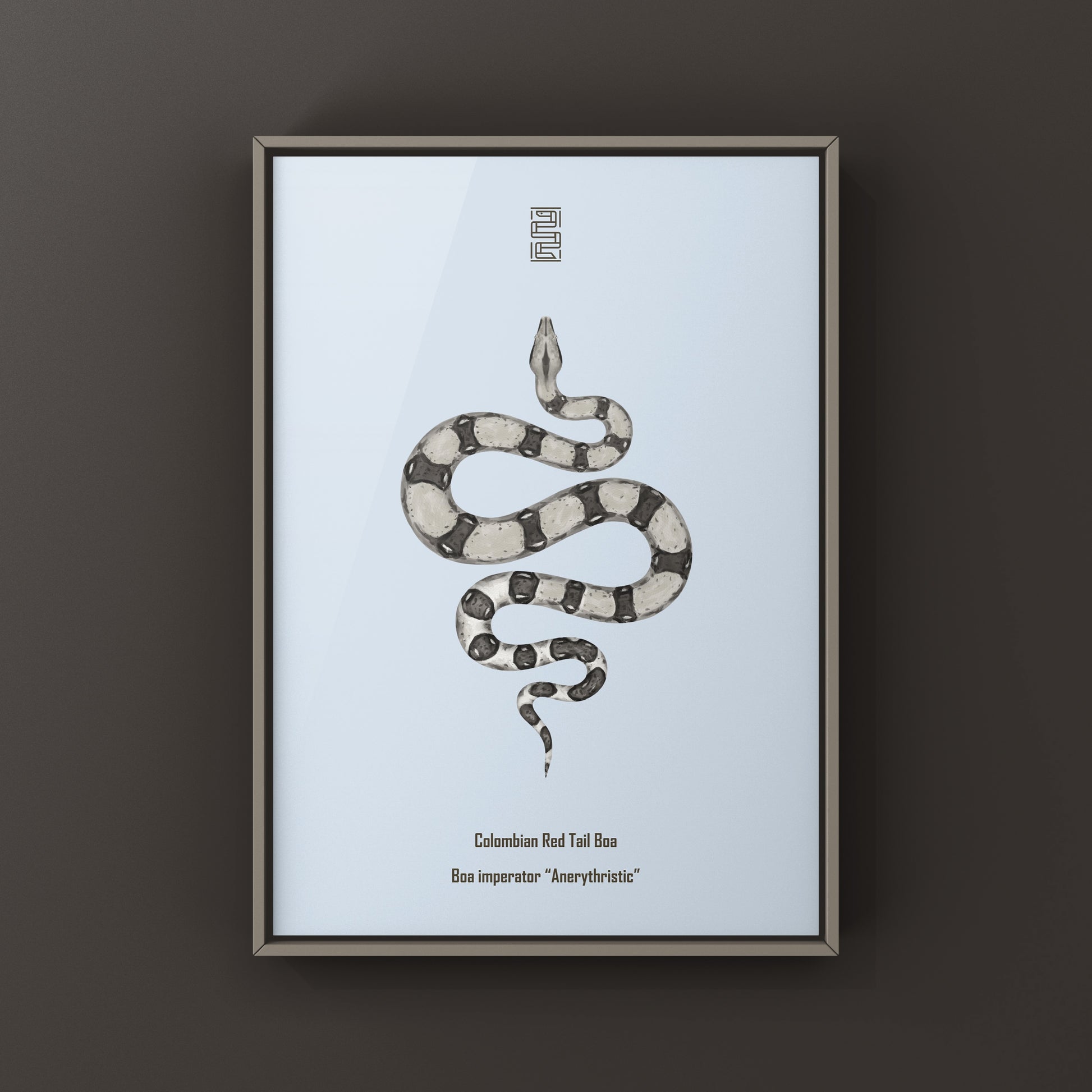 Anerythristic Colombian Red Tail Boa art print by The Silk Ranch, showcasing detailed illustrations of Boa imperator on textured paper.