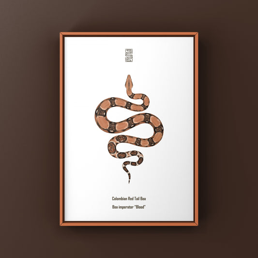 Colombian Red Tail Boa Art Print by The Silk Ranch showcasing a vibrant boa imperator snake illustration on white background