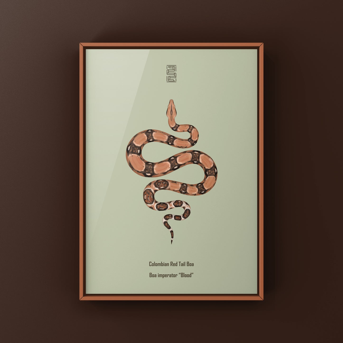 Colombian Red Tail Boa art print by The Silk Ranch featuring detailed illustration of Boa imperator on white background