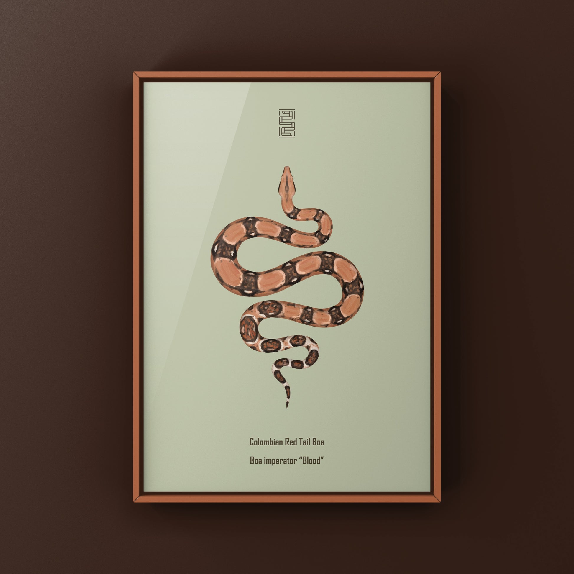 Colombian Red Tail Boa art print by The Silk Ranch featuring detailed illustration of Boa imperator on white background