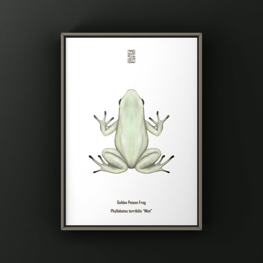 Mint golden poison frog art print by The Silk Ranch, showcasing vibrant Phyllobates terribilis illustration on high-quality paper.