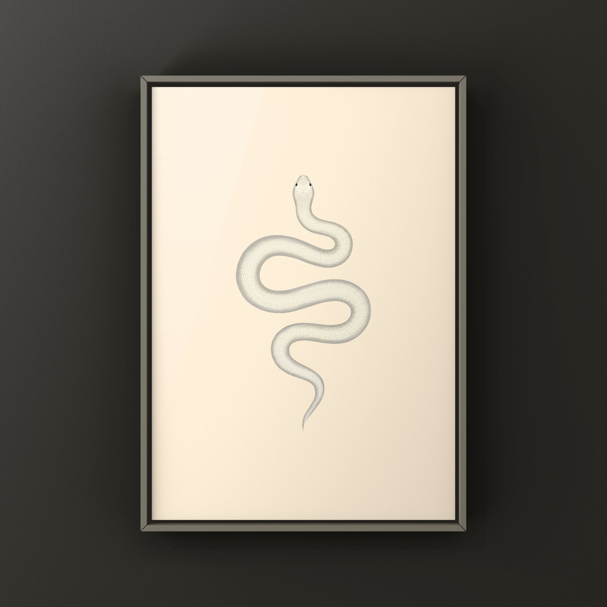 Leucistic Western Hognose Snake art print featuring a pale, albino-style Heterodon nasicus illustration on white background
